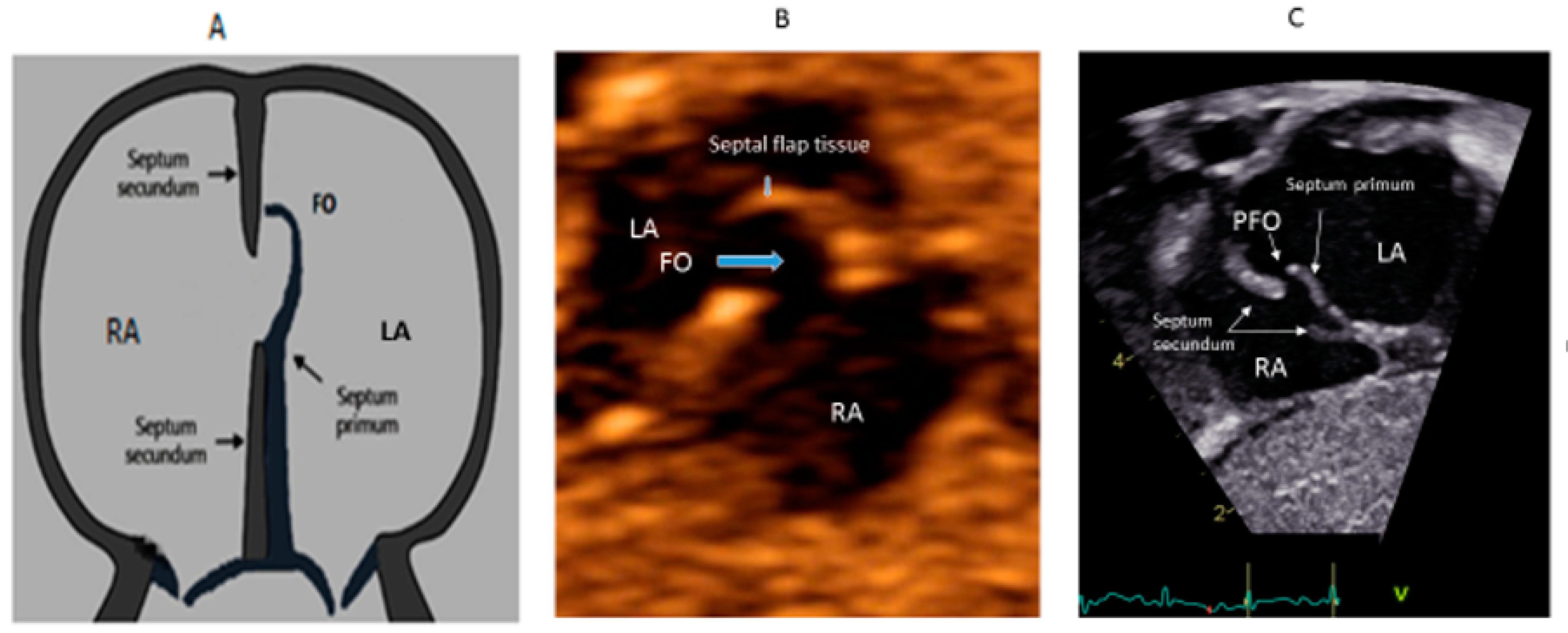 Medsci 08 00025 g002