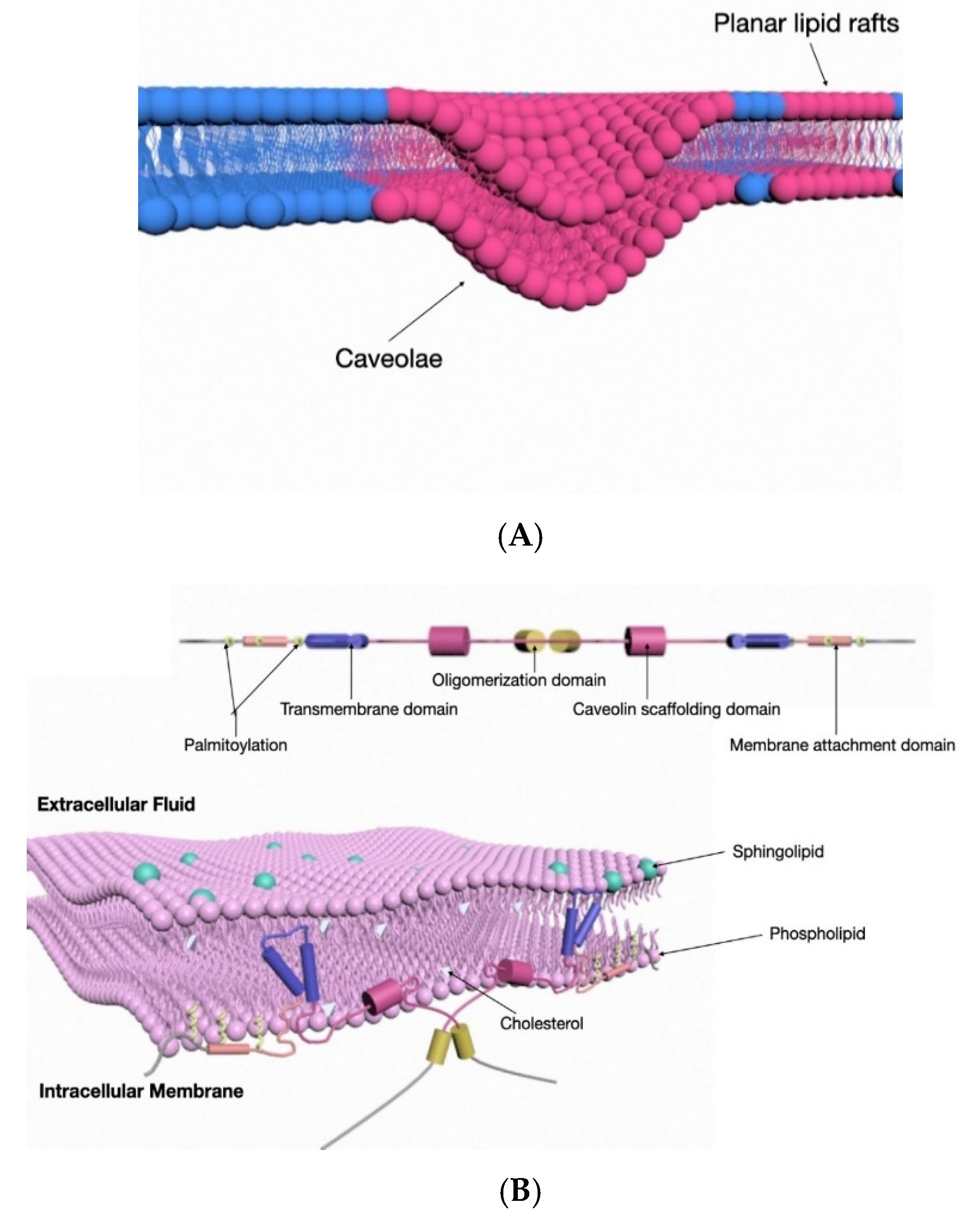 Medsci 08 00046 g002