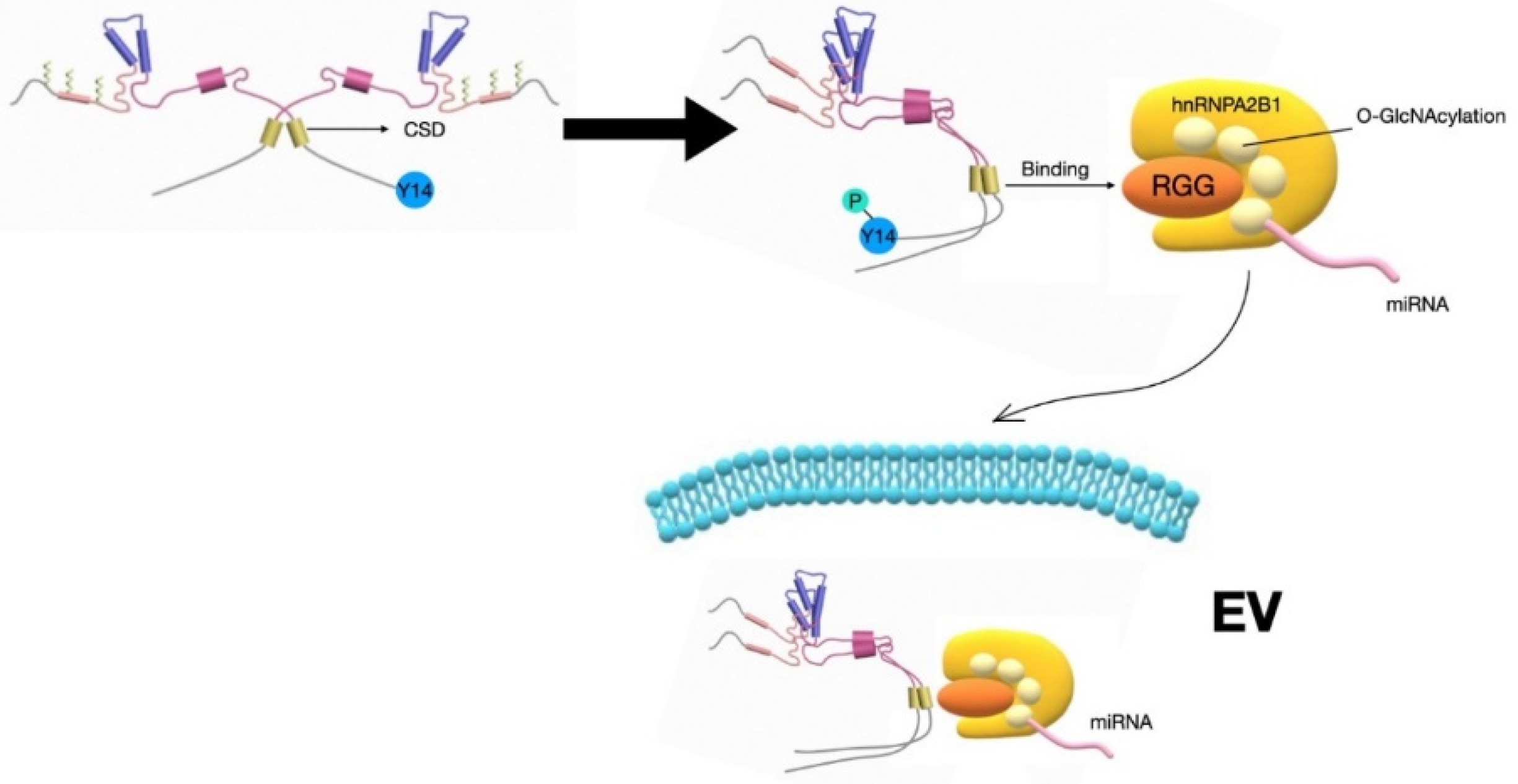 Medsci 08 00046 g003
