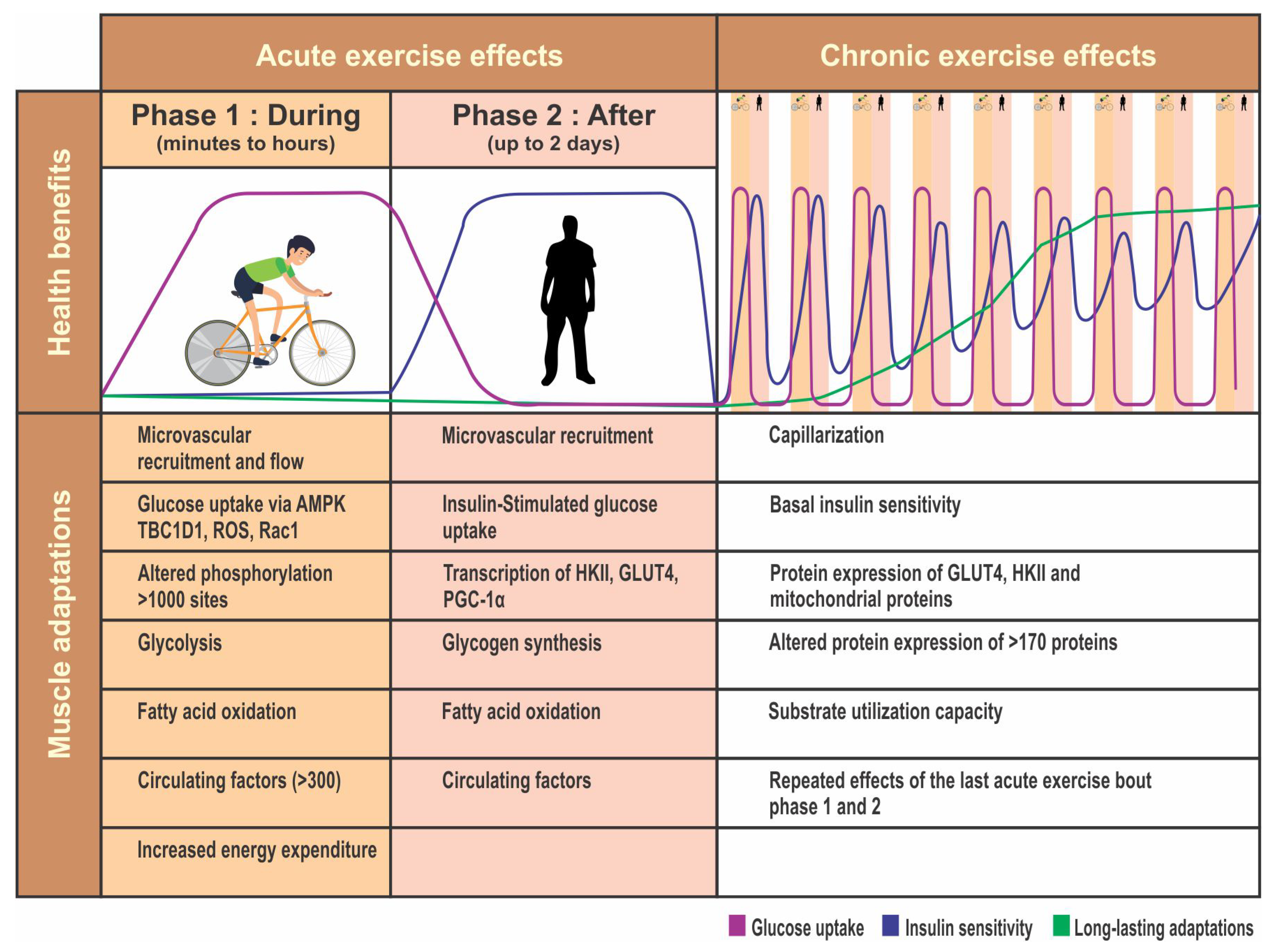 Medsci 08 00051 g003