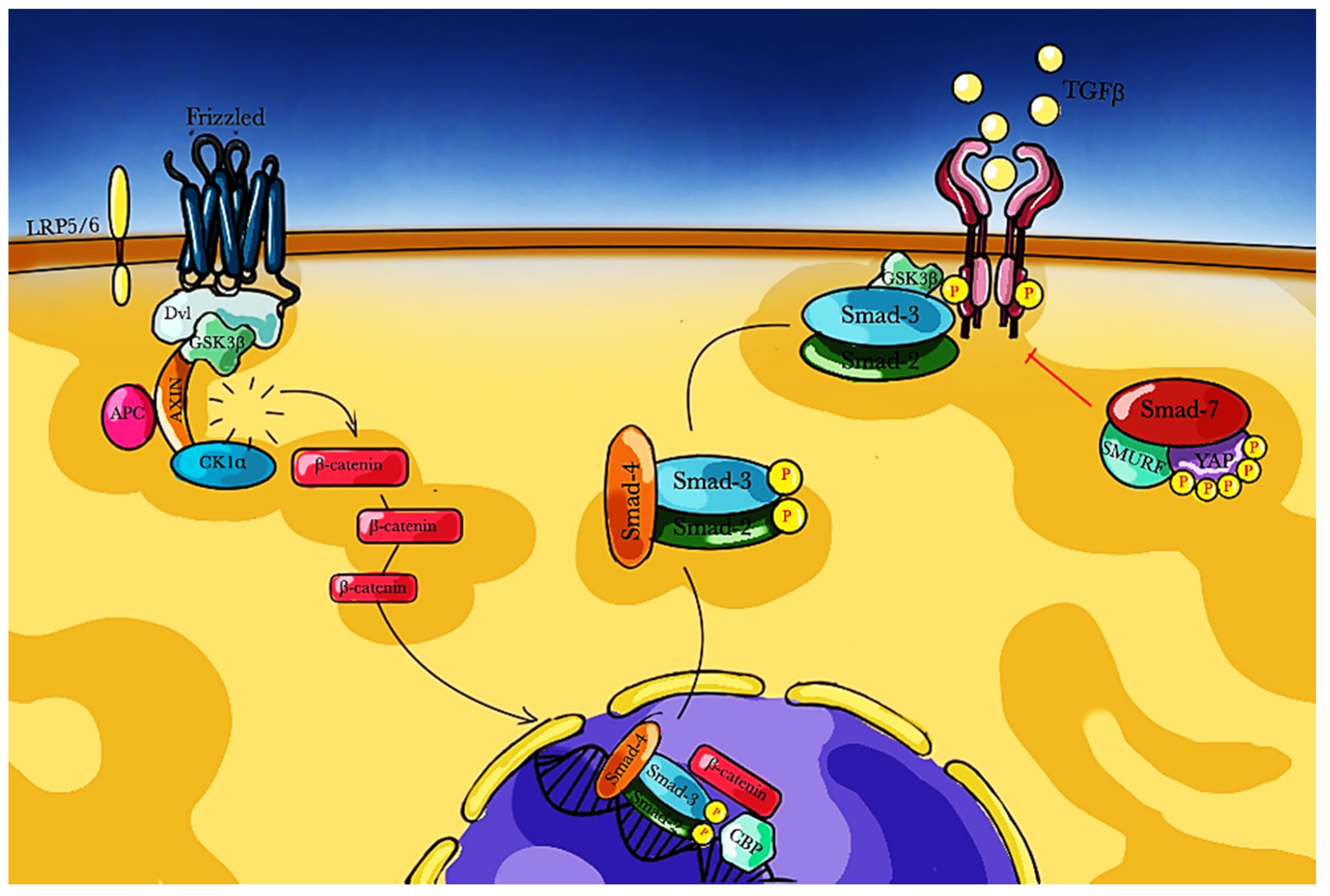 Medsci 09 00016 g002