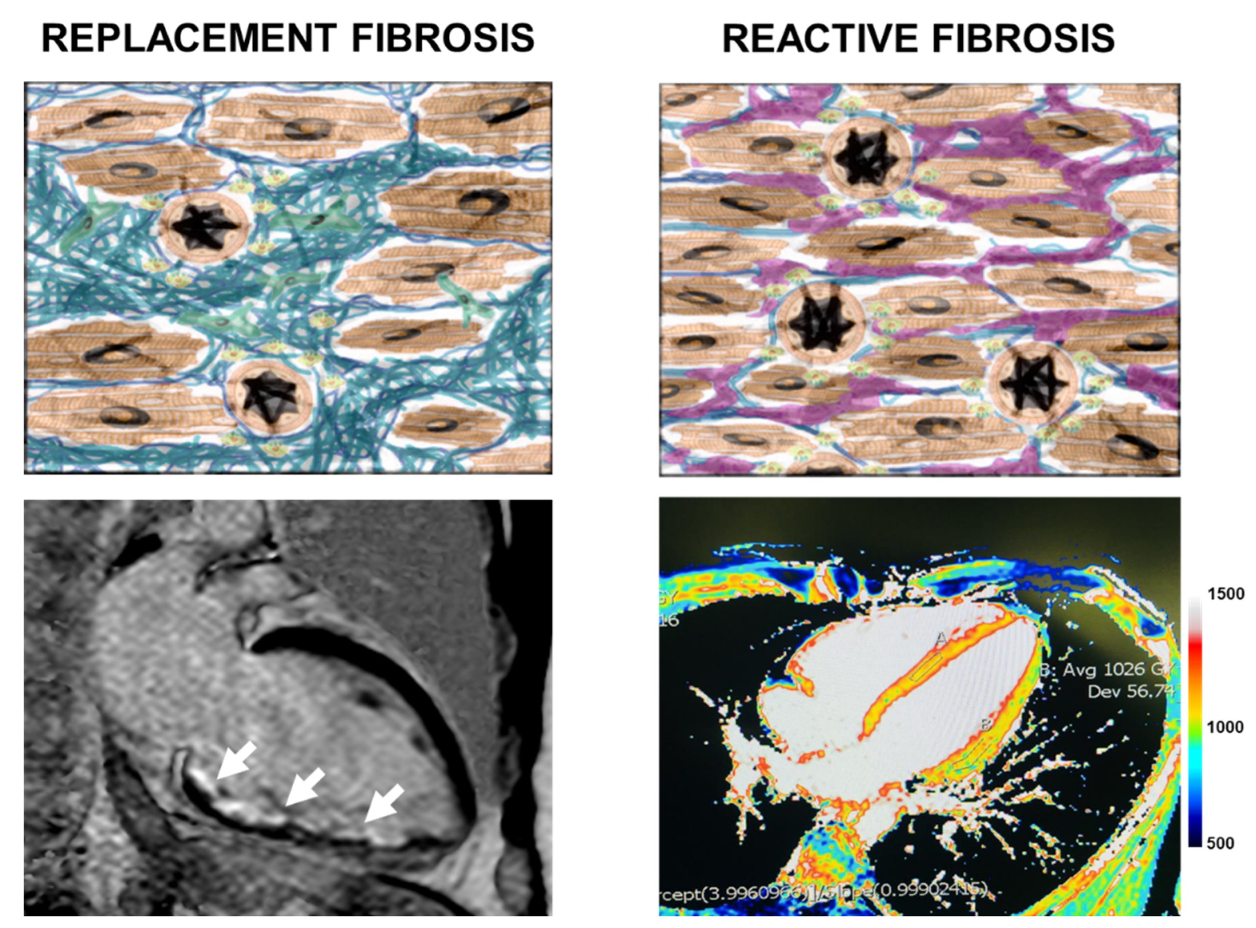 Medsci 09 00016 g003