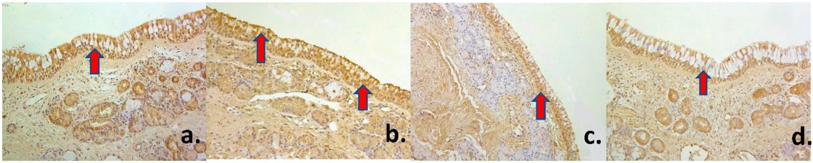 Medsci 09 00025 g002