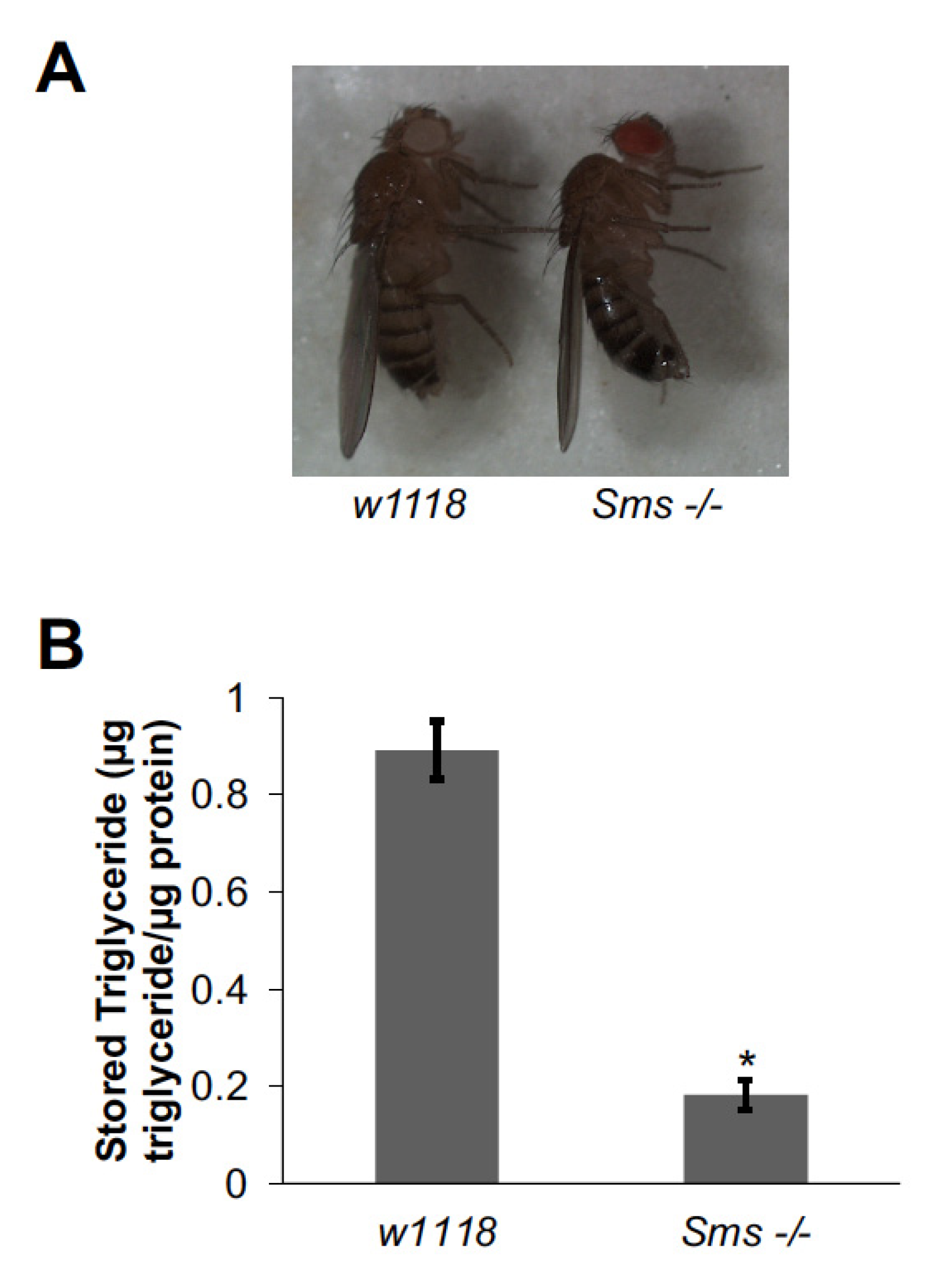 Medsci 09 00027 g002 Medsci 09 00027 g002