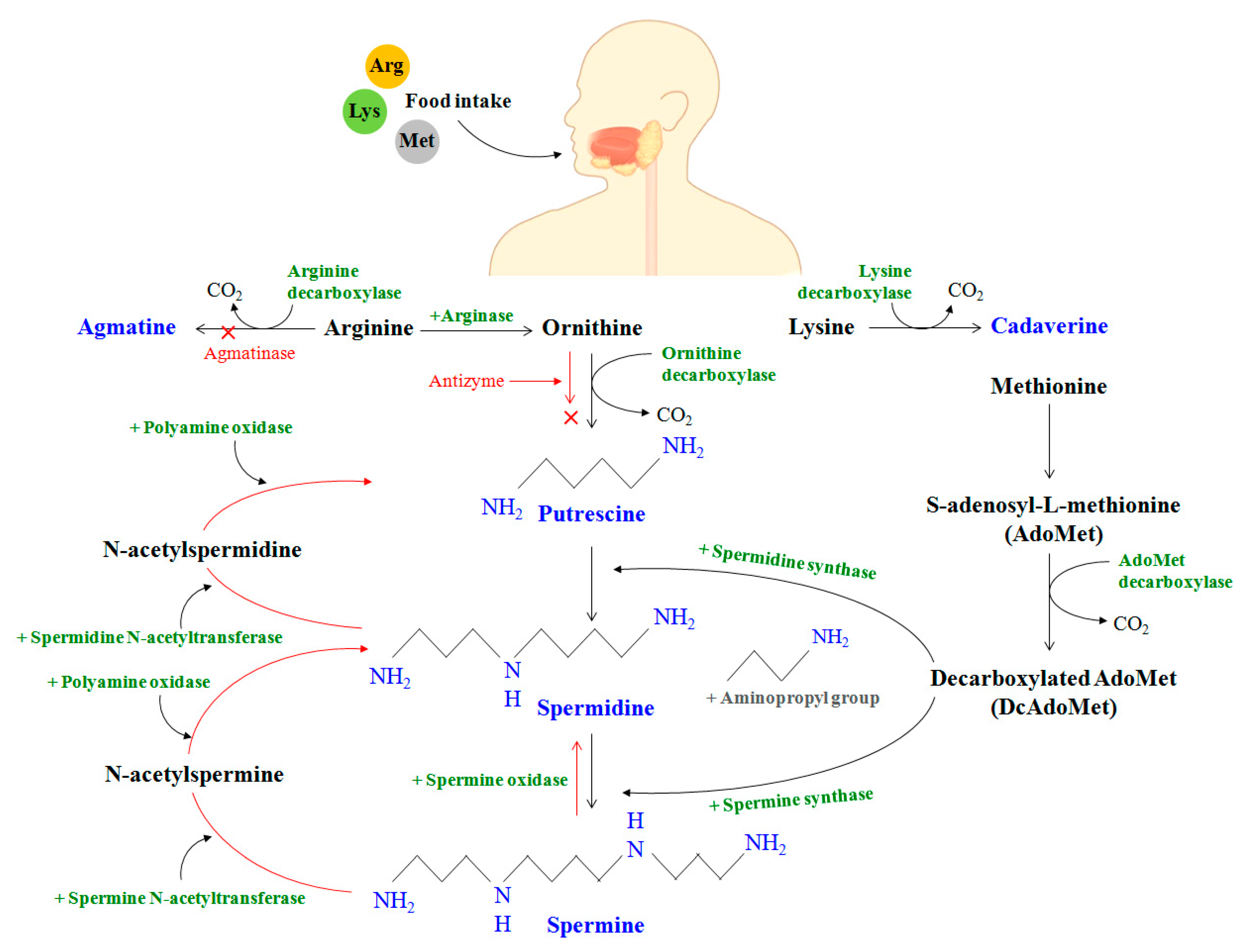 Medsci 09 00044 g003