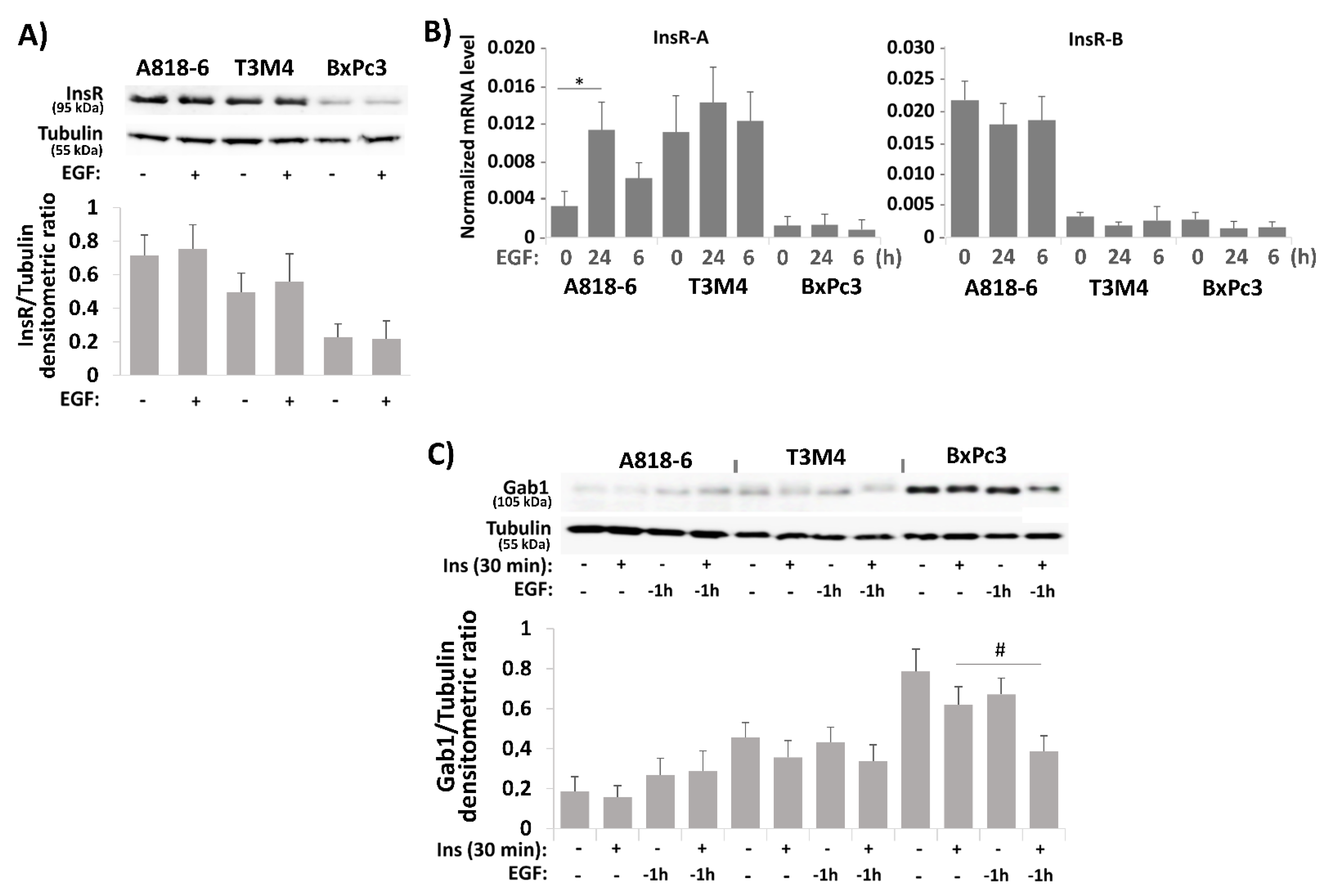 Medsci 09 00048 g005a