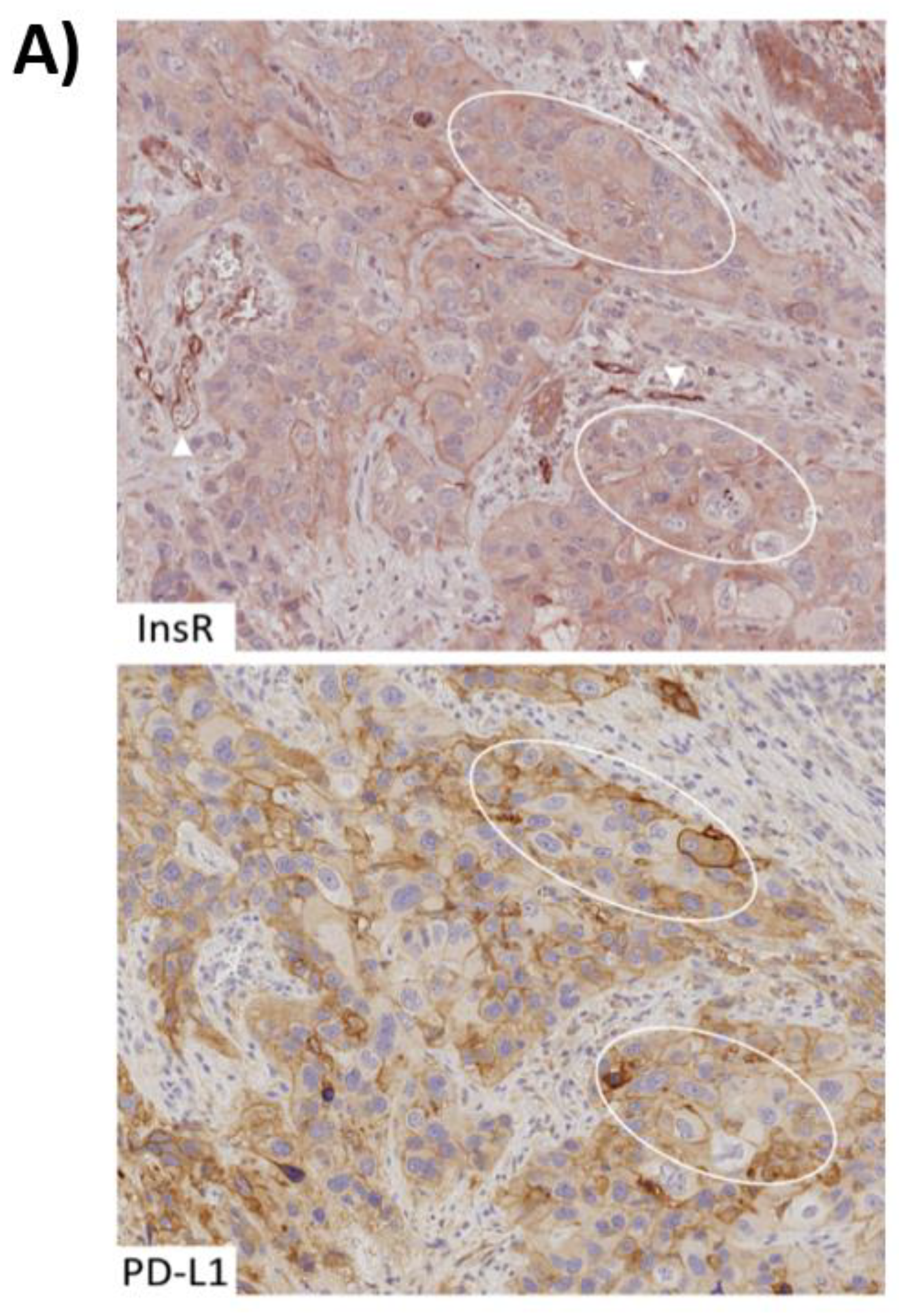 Medsci 09 00048 g008a
