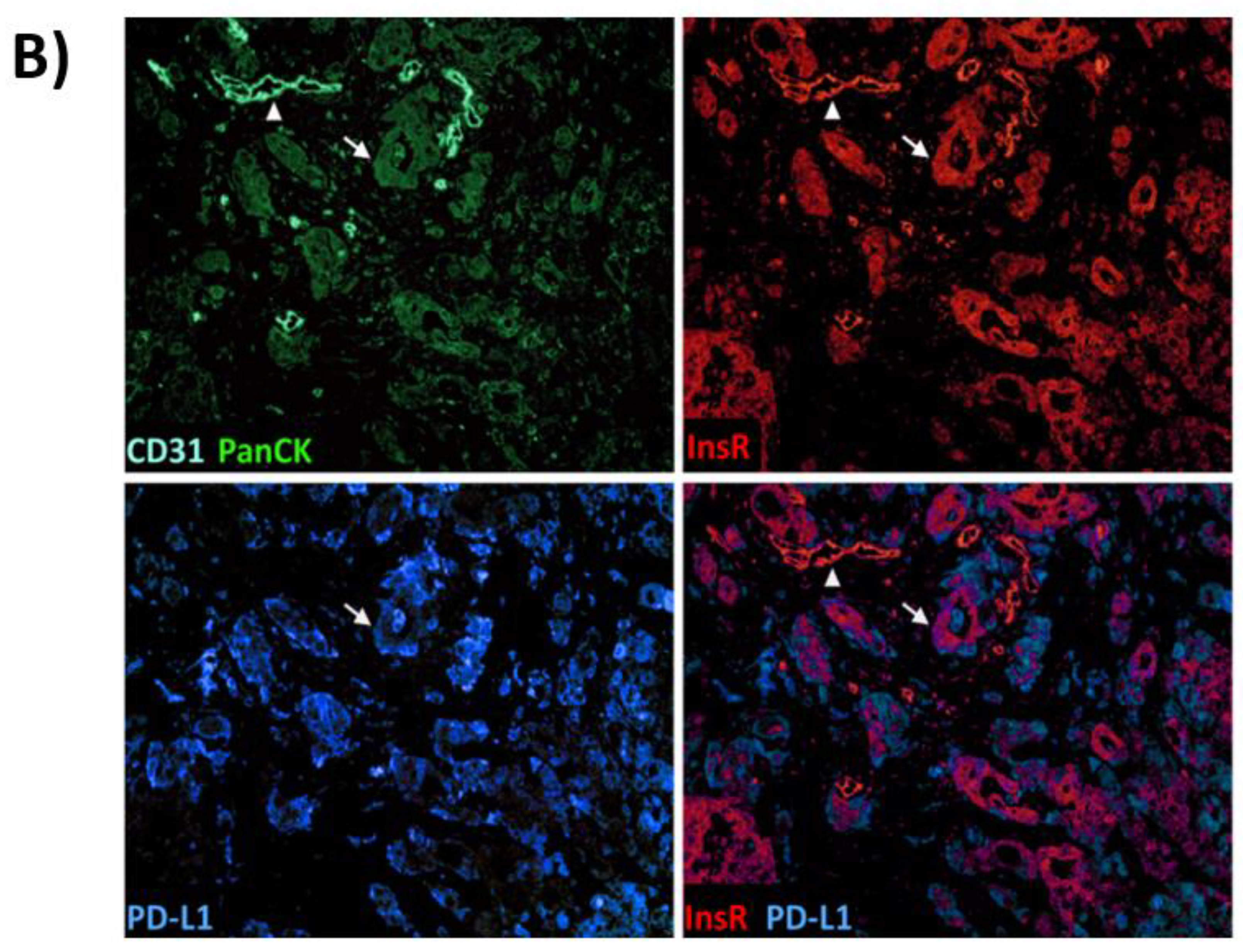 Medsci 09 00048 g008b