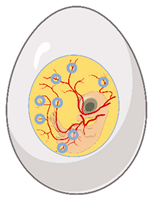 Medsci 09 00055 i004