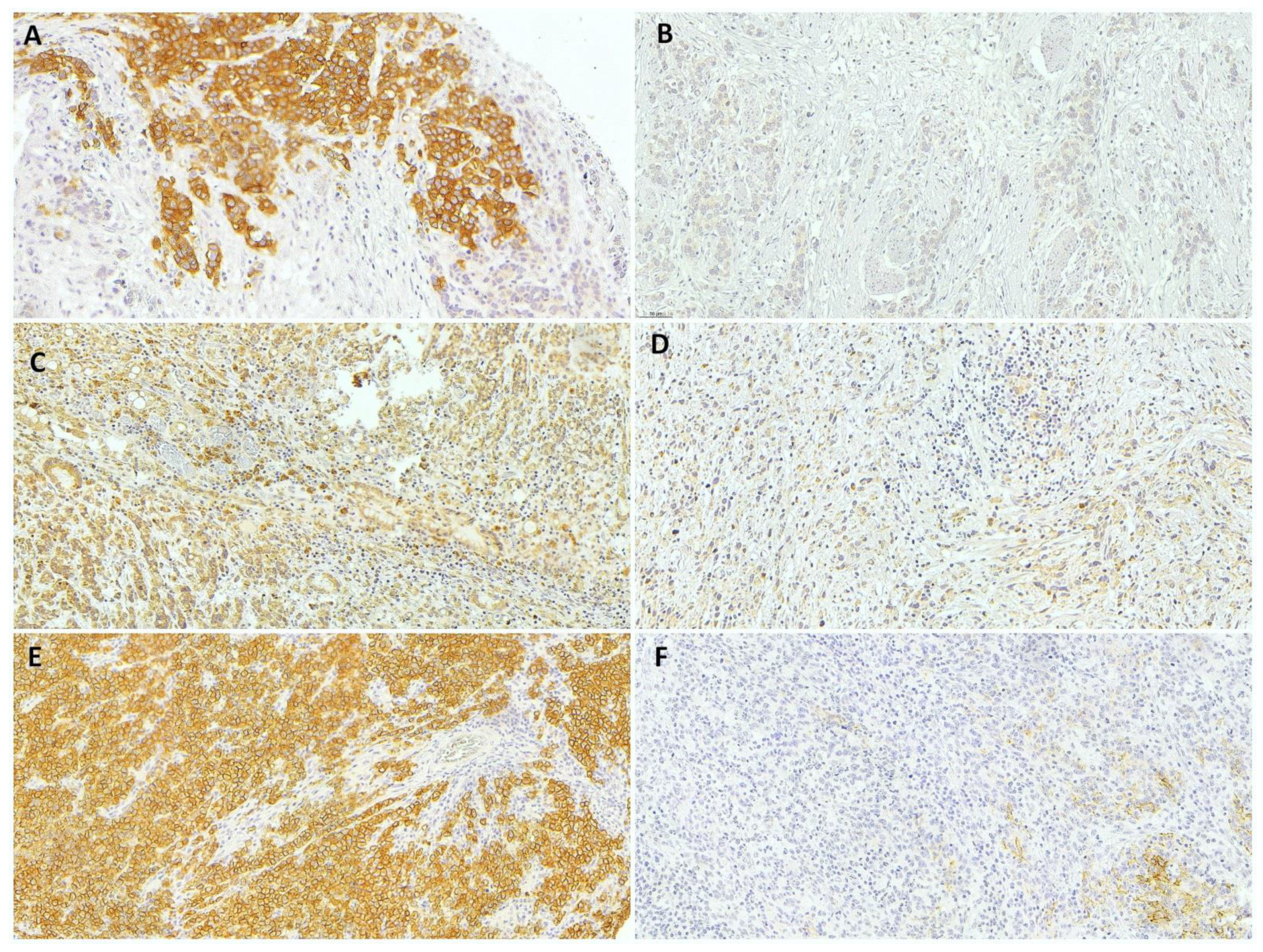 Medsci 10 00004 g001