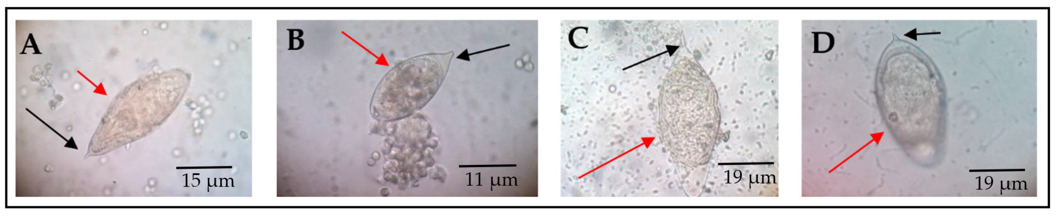 Medsci 10 00014 g001