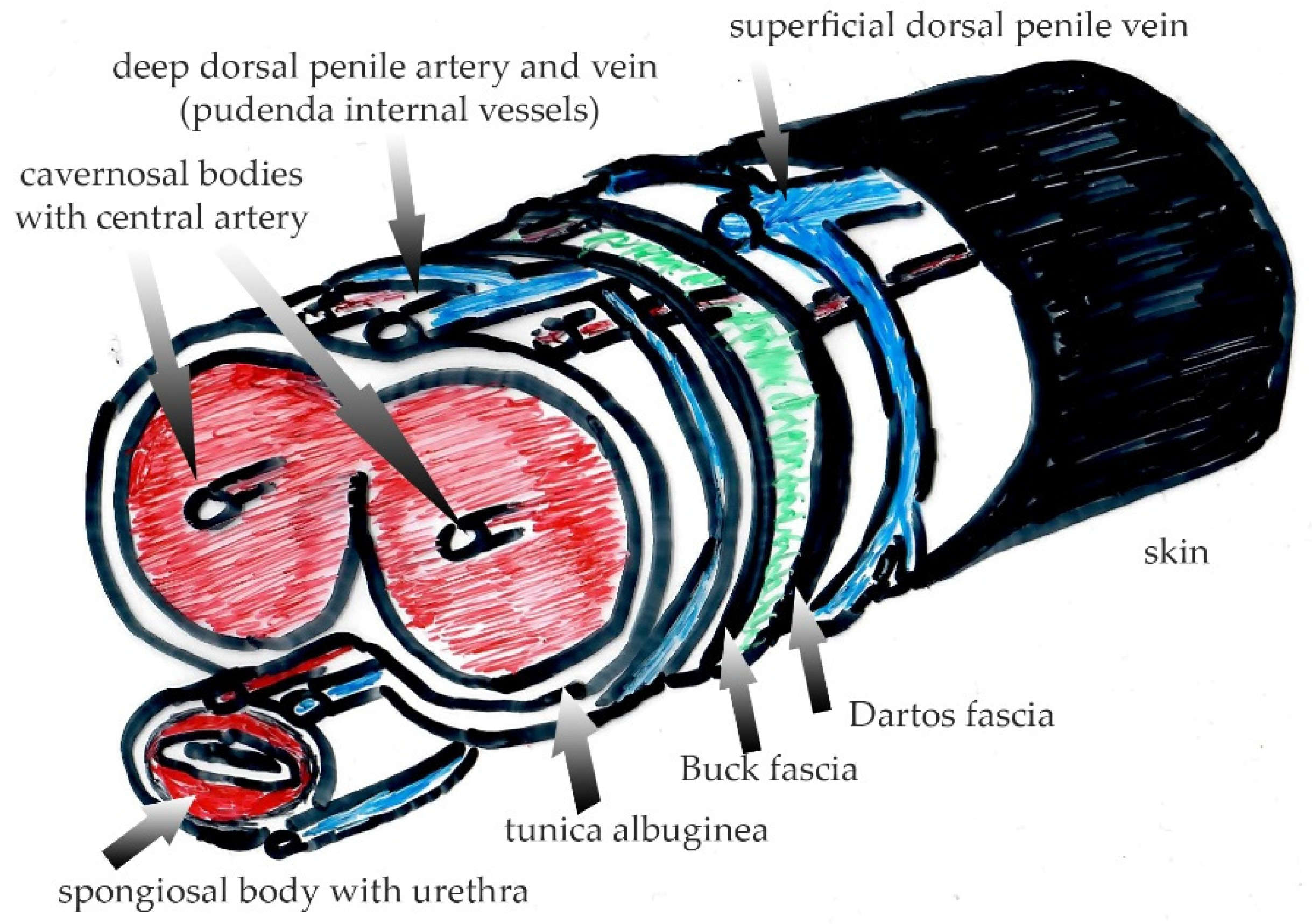 Medsci 10 00023 g002