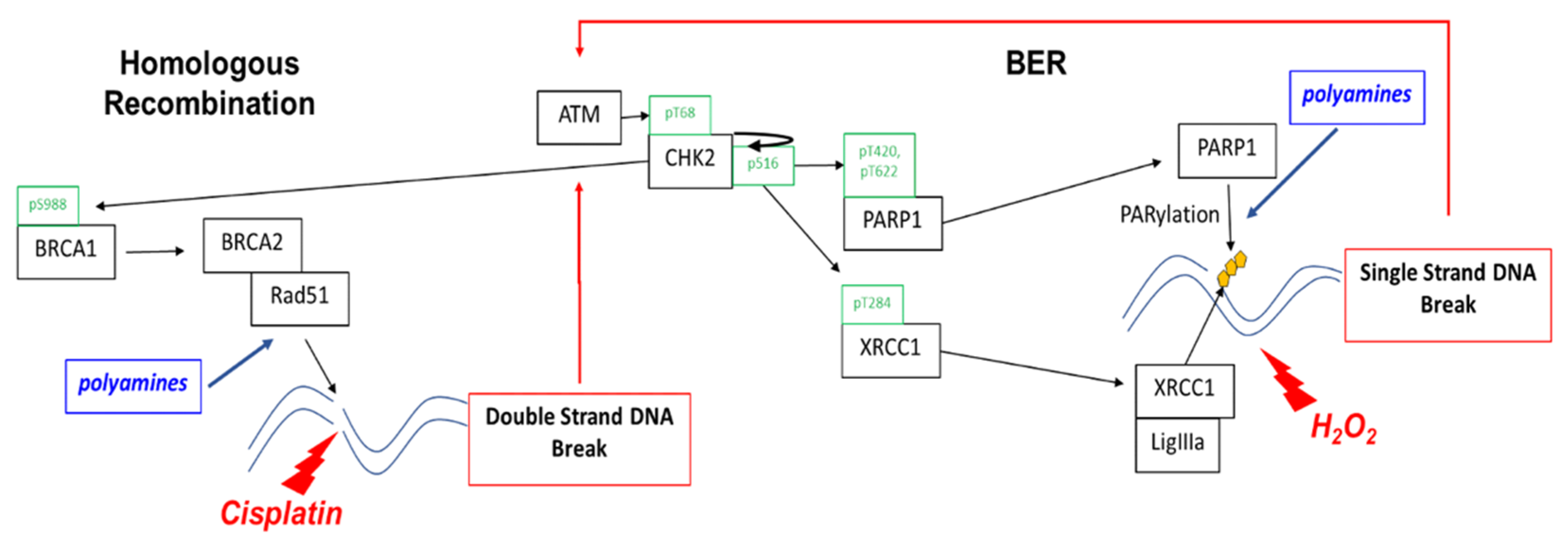 Medsci 10 00028 g006
