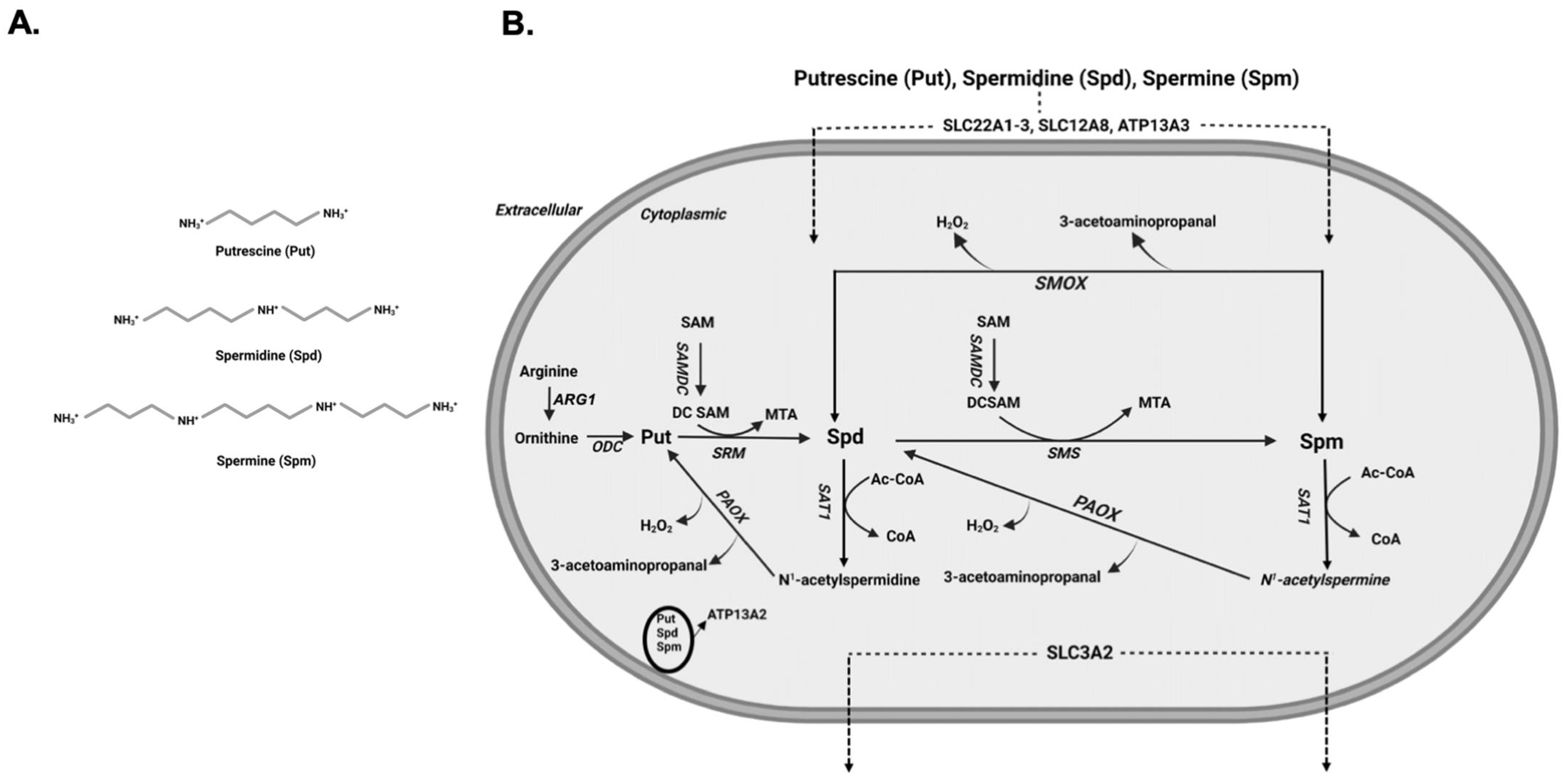 Medsci 10 00038 g001