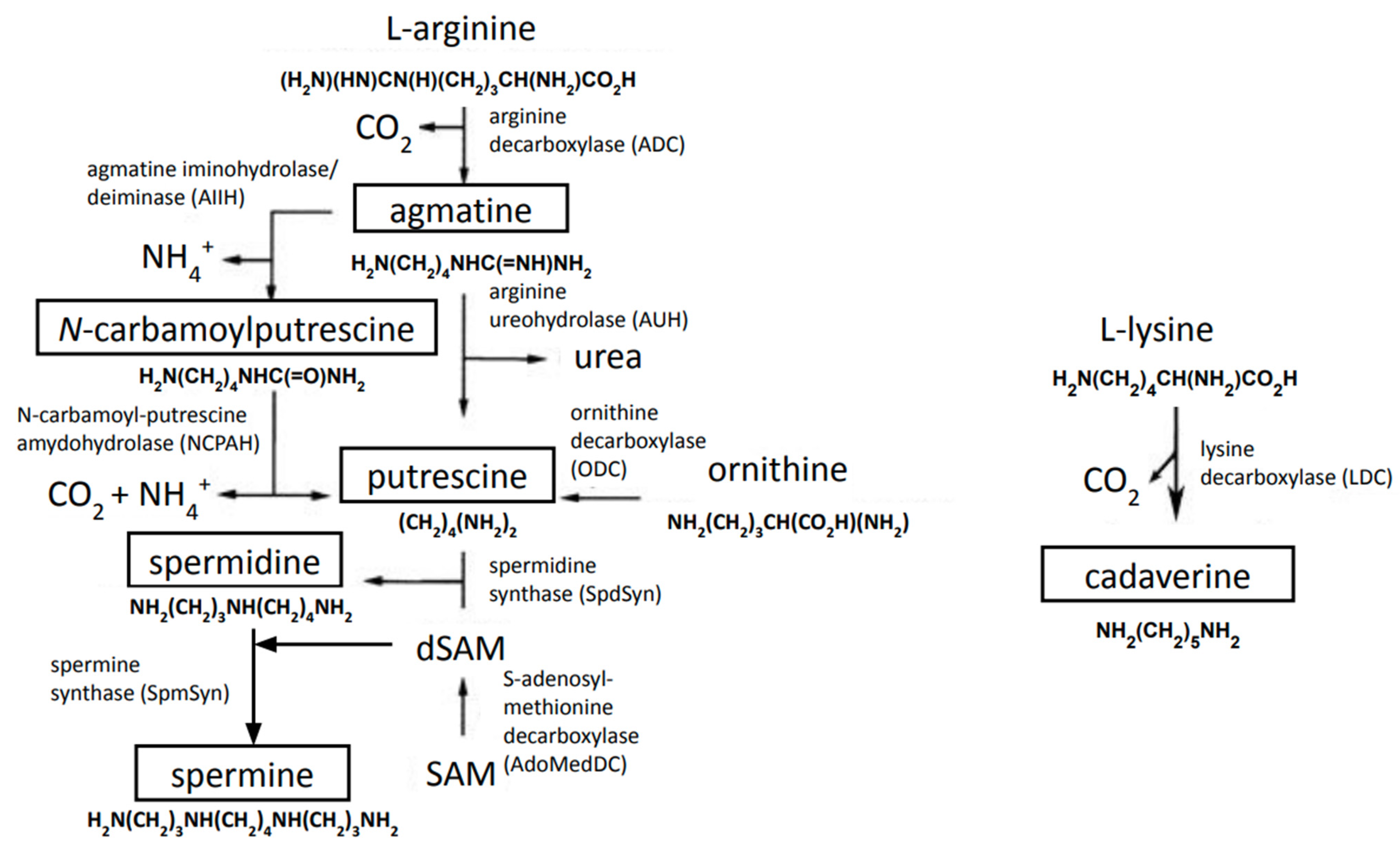 Medsci 10 00040 g002 Medsci 10 00040 g002