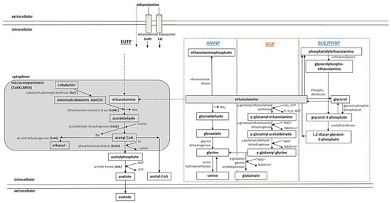 Medsci 10 00040 g005