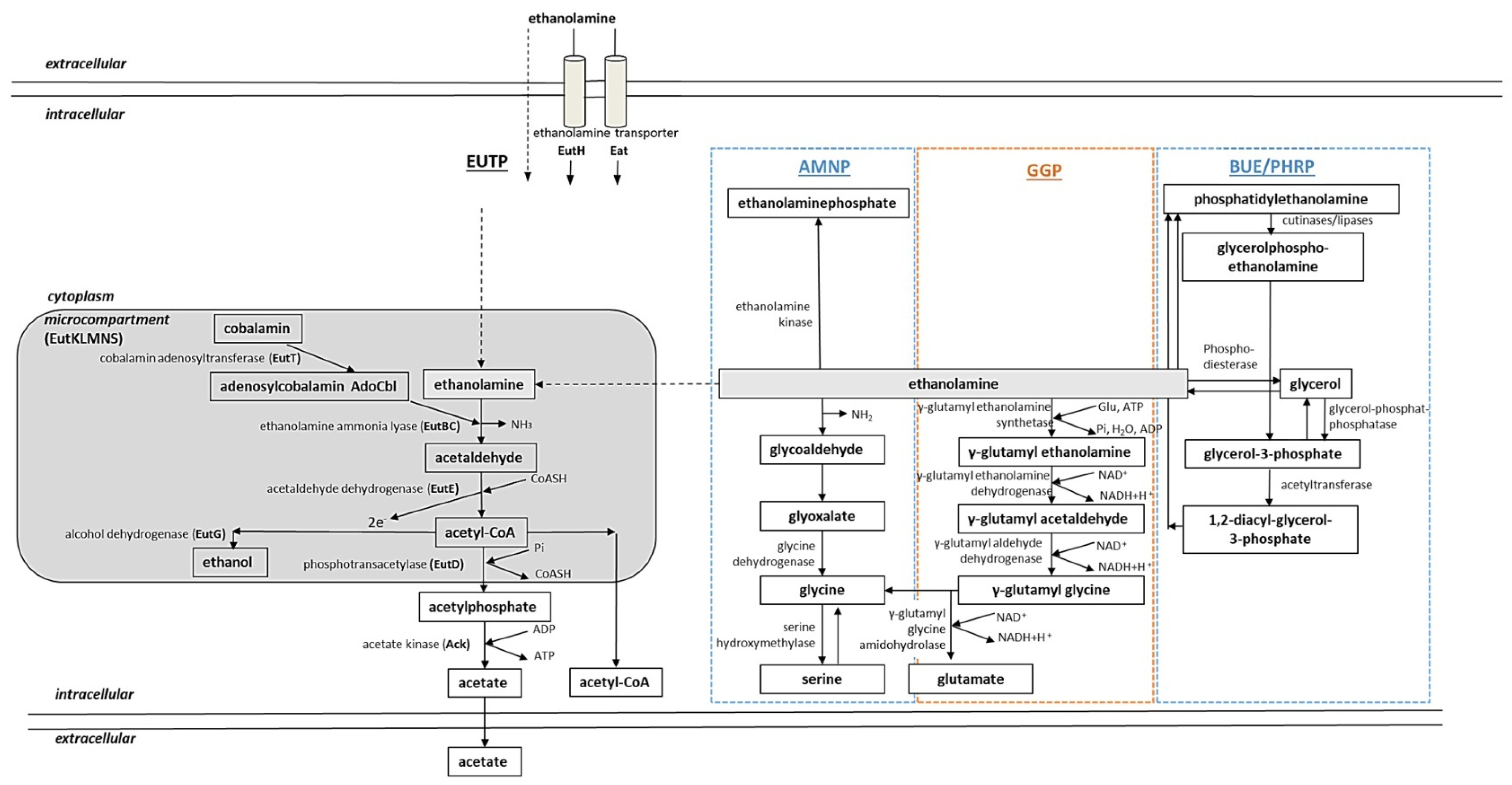 Medsci 10 00040 g005 Medsci 10 00040 g005