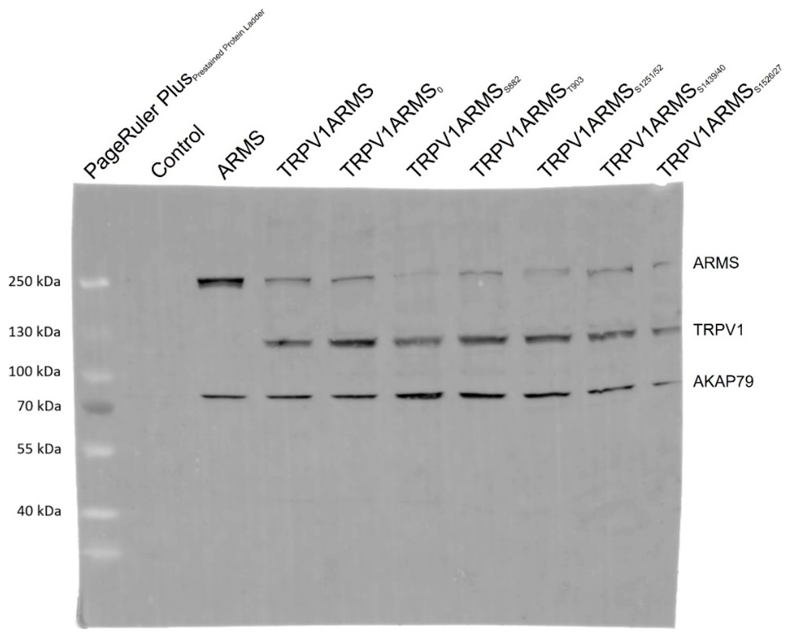 Medsci 10 00063 g005