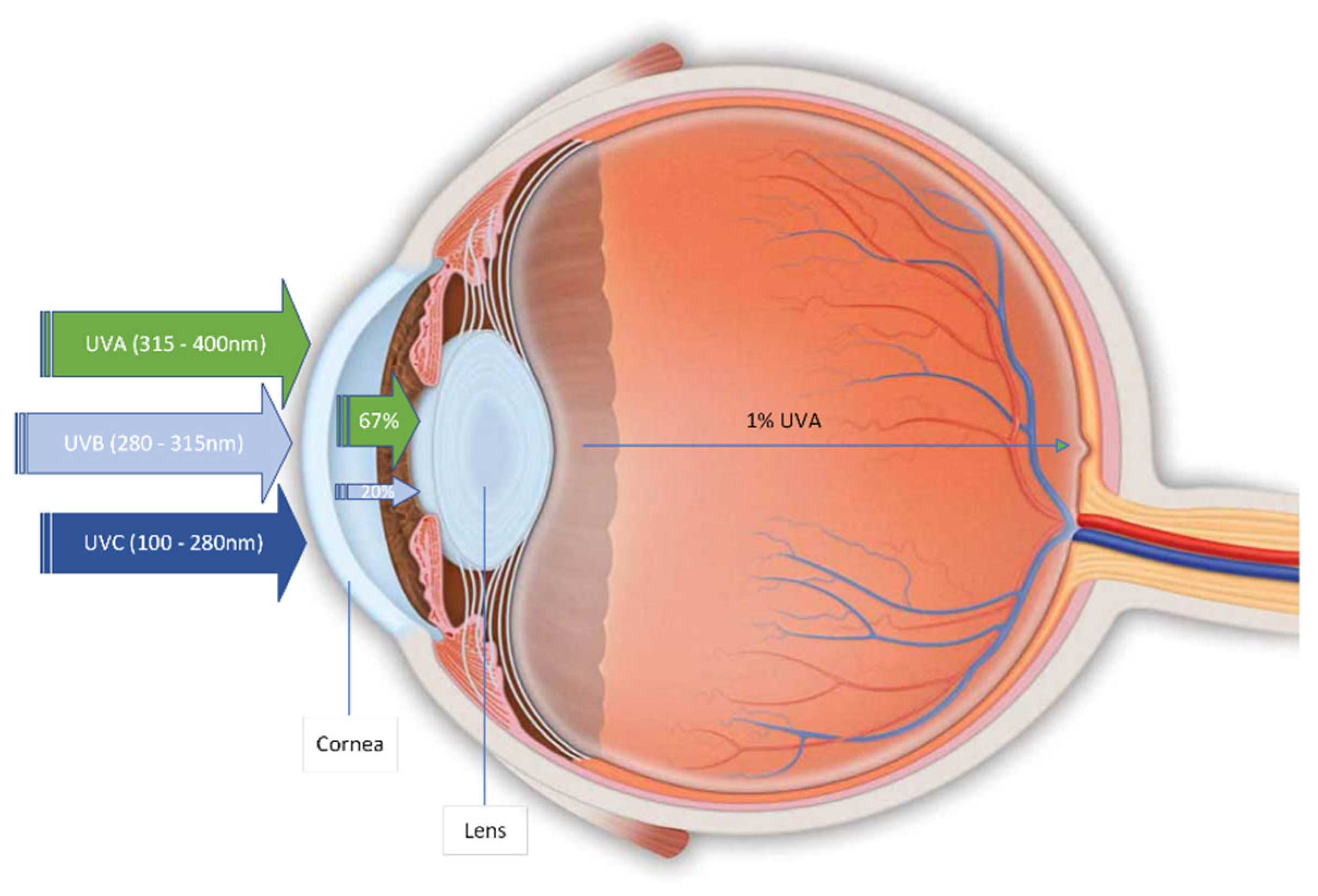 Medsci 10 00068 g002