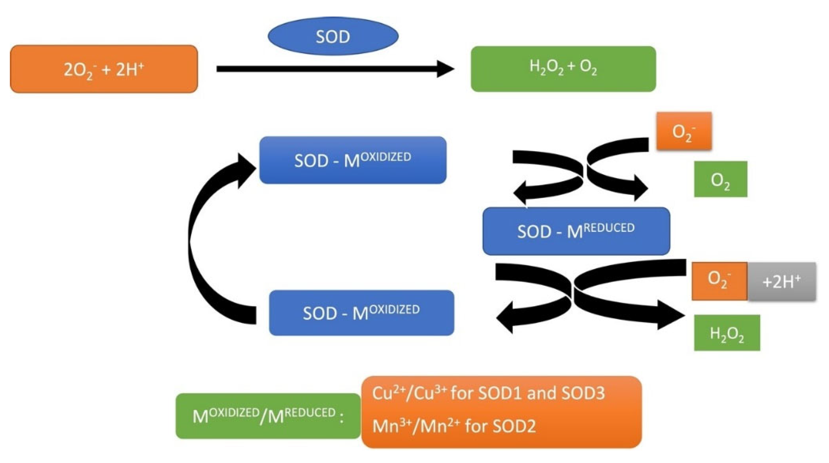 Medsci 10 00068 g004