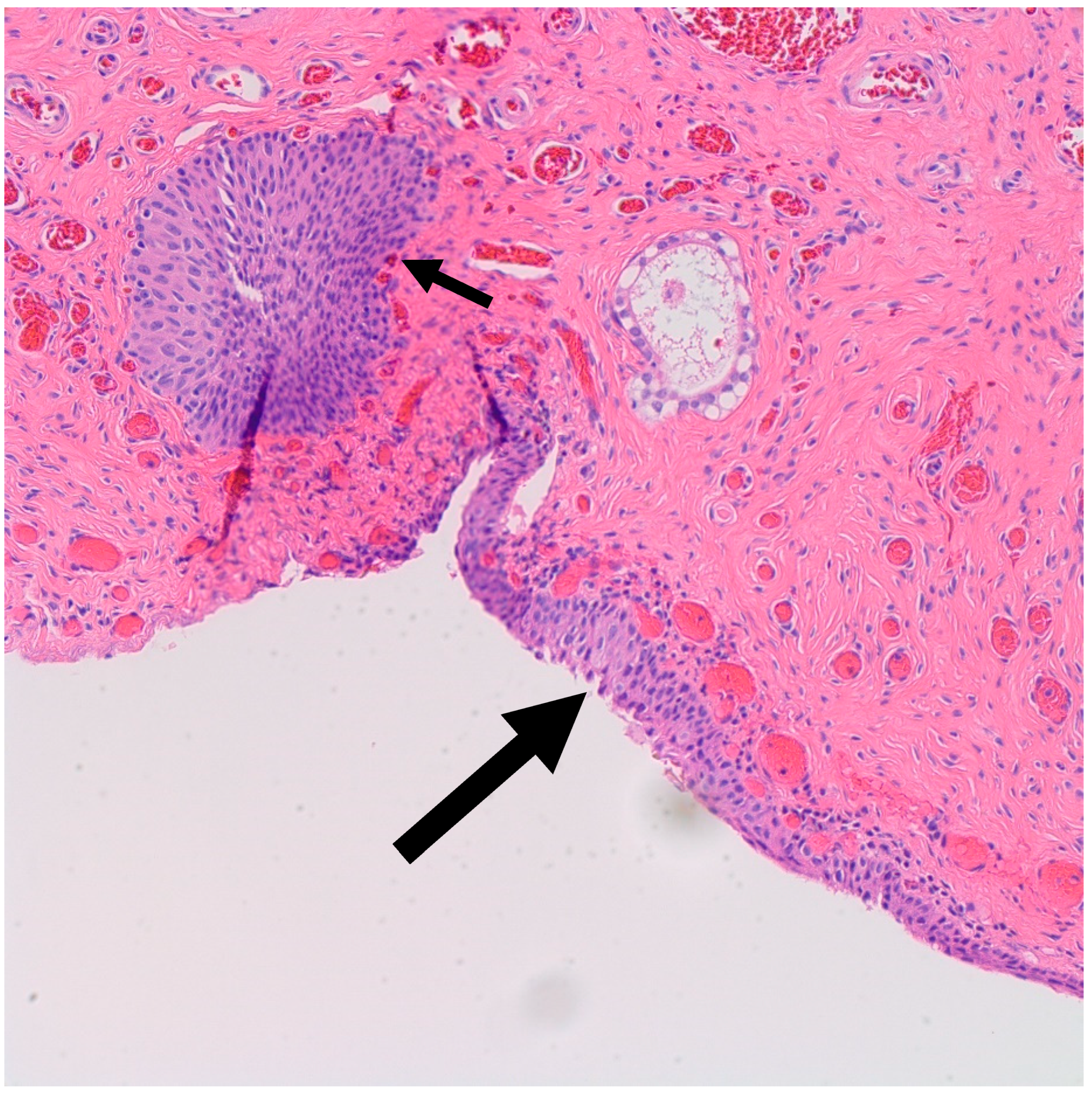 Medsci 11 00018 g002