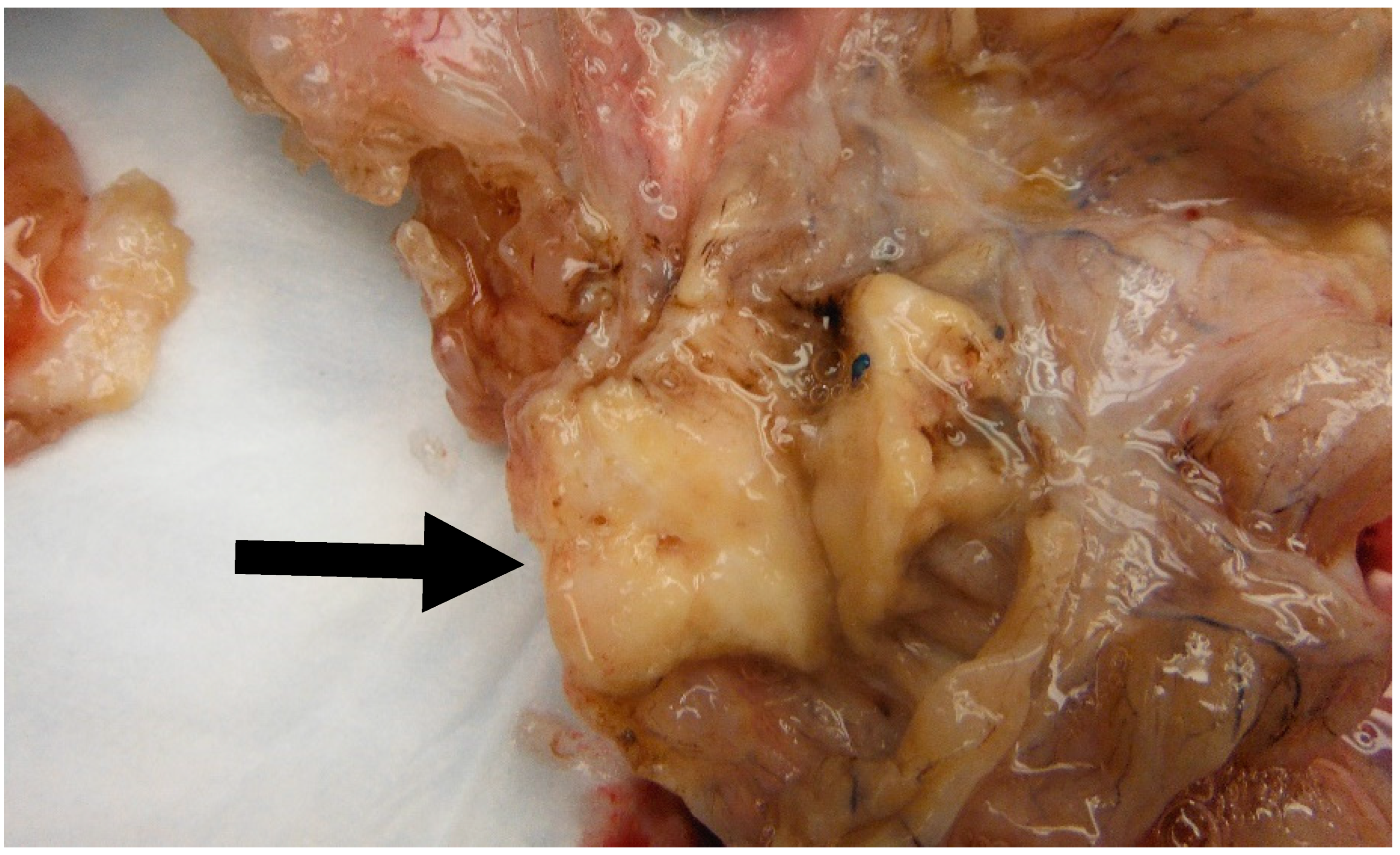 Medsci 11 00018 g006