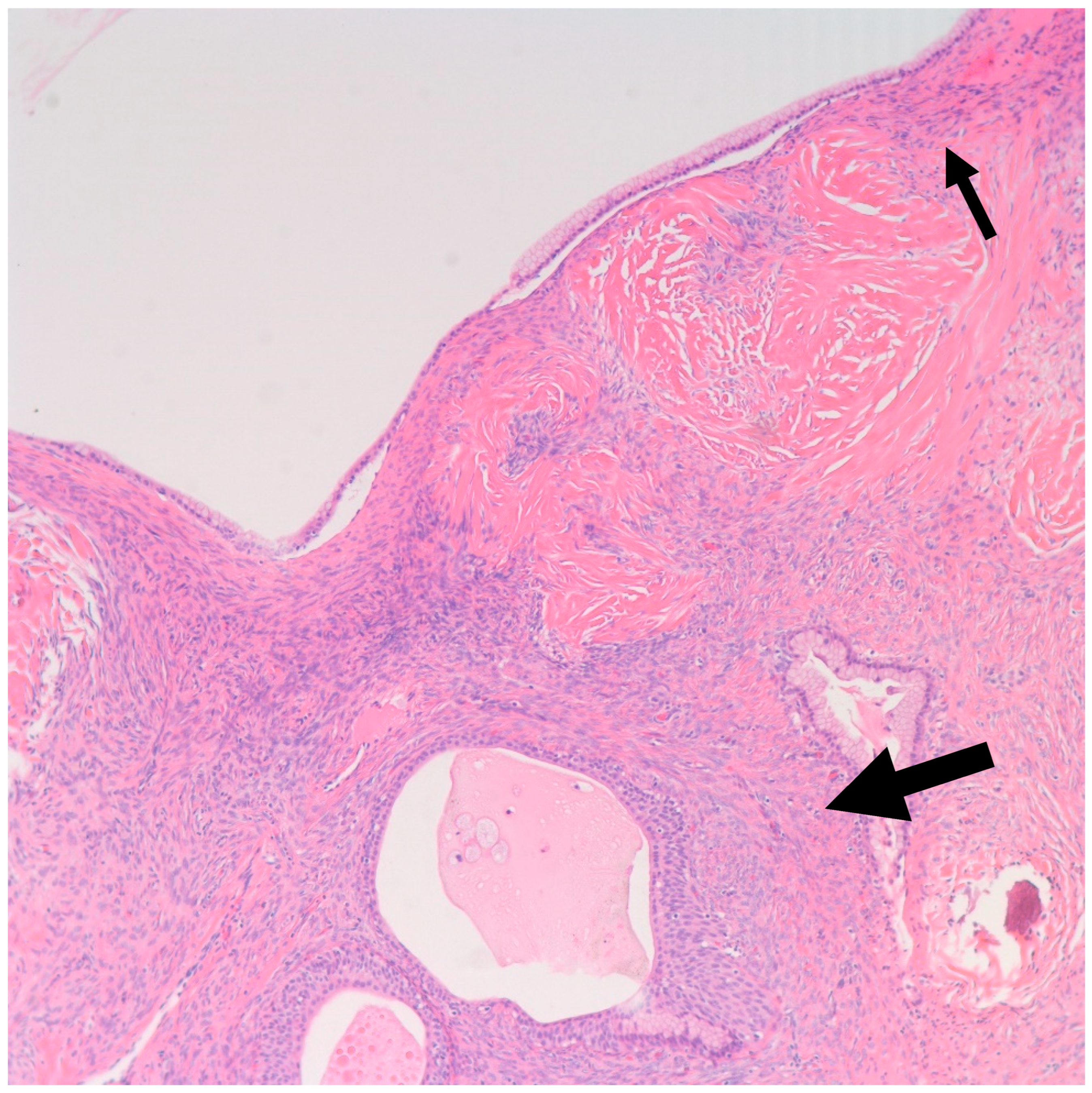 Medsci 11 00018 g008