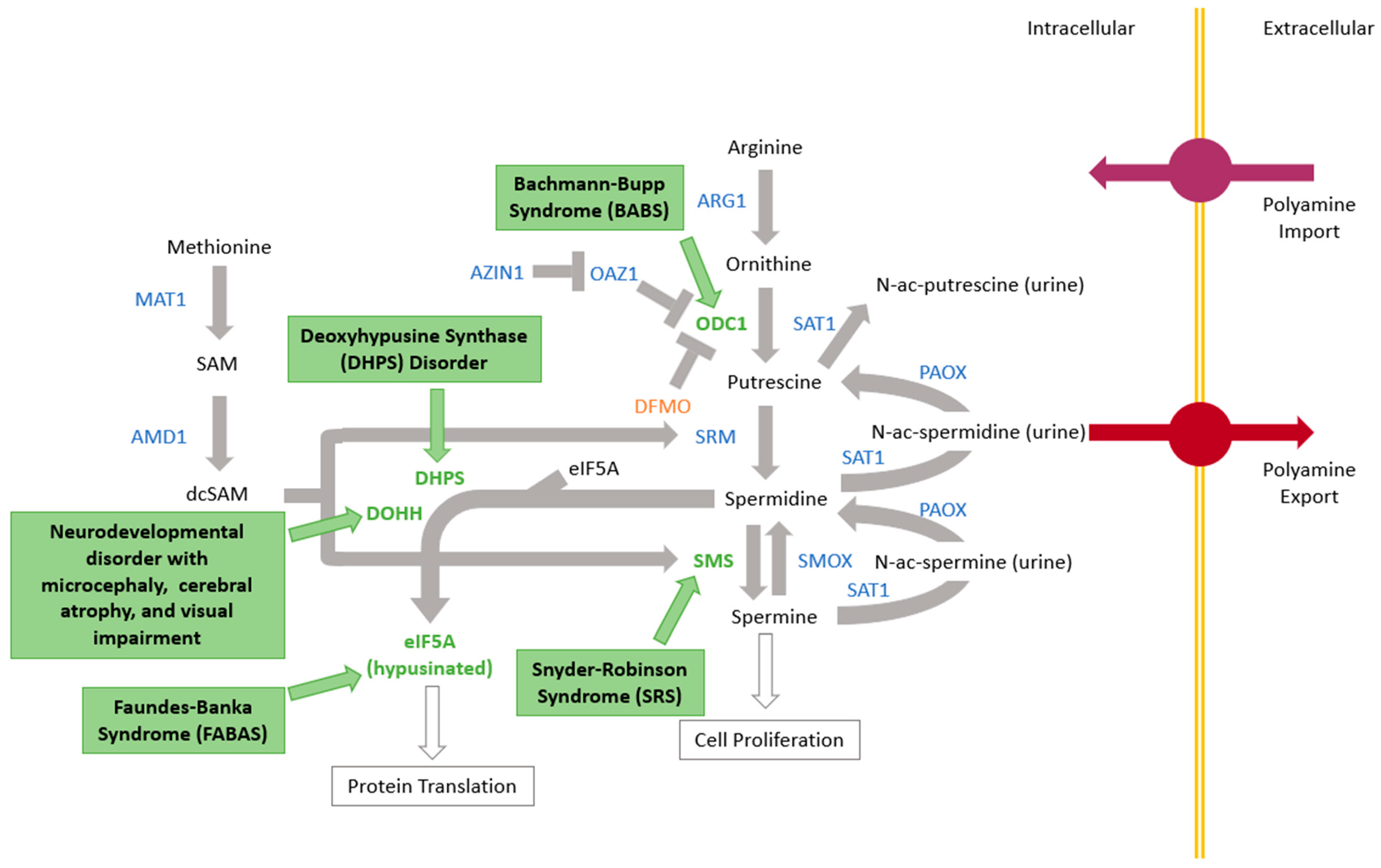 Medsci 11 00029 g001