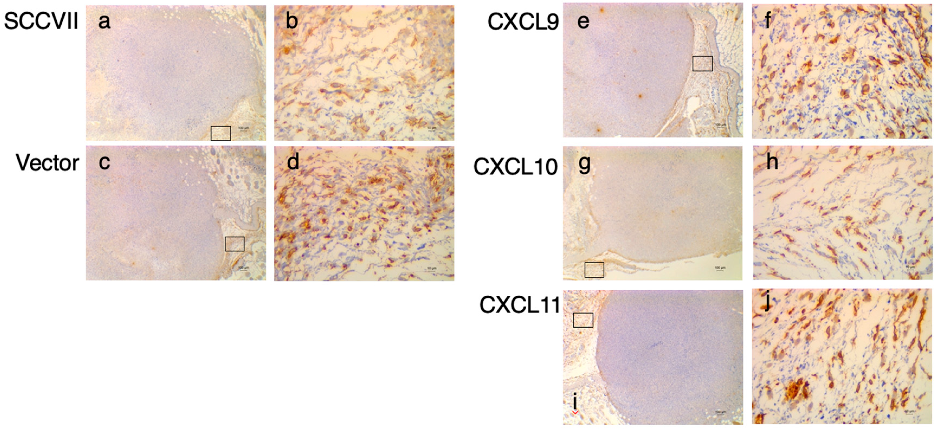 Medsci 11 00031 g005