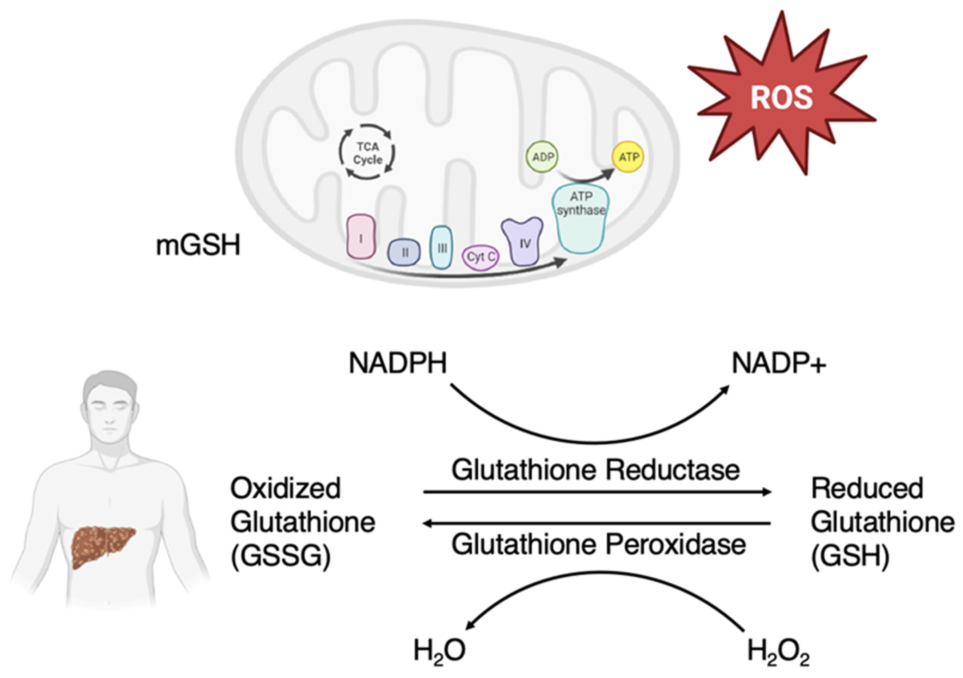 Medsci 11 00073 g001 Medsci 11 00073 g001