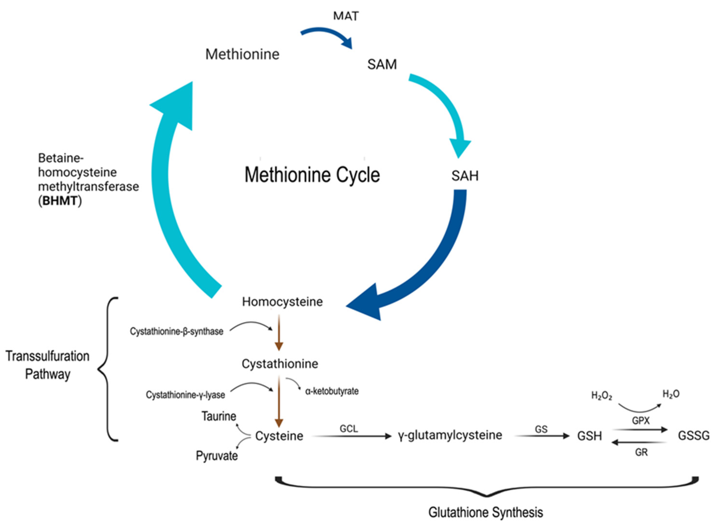 Medsci 11 00073 g002 Medsci 11 00073 g002