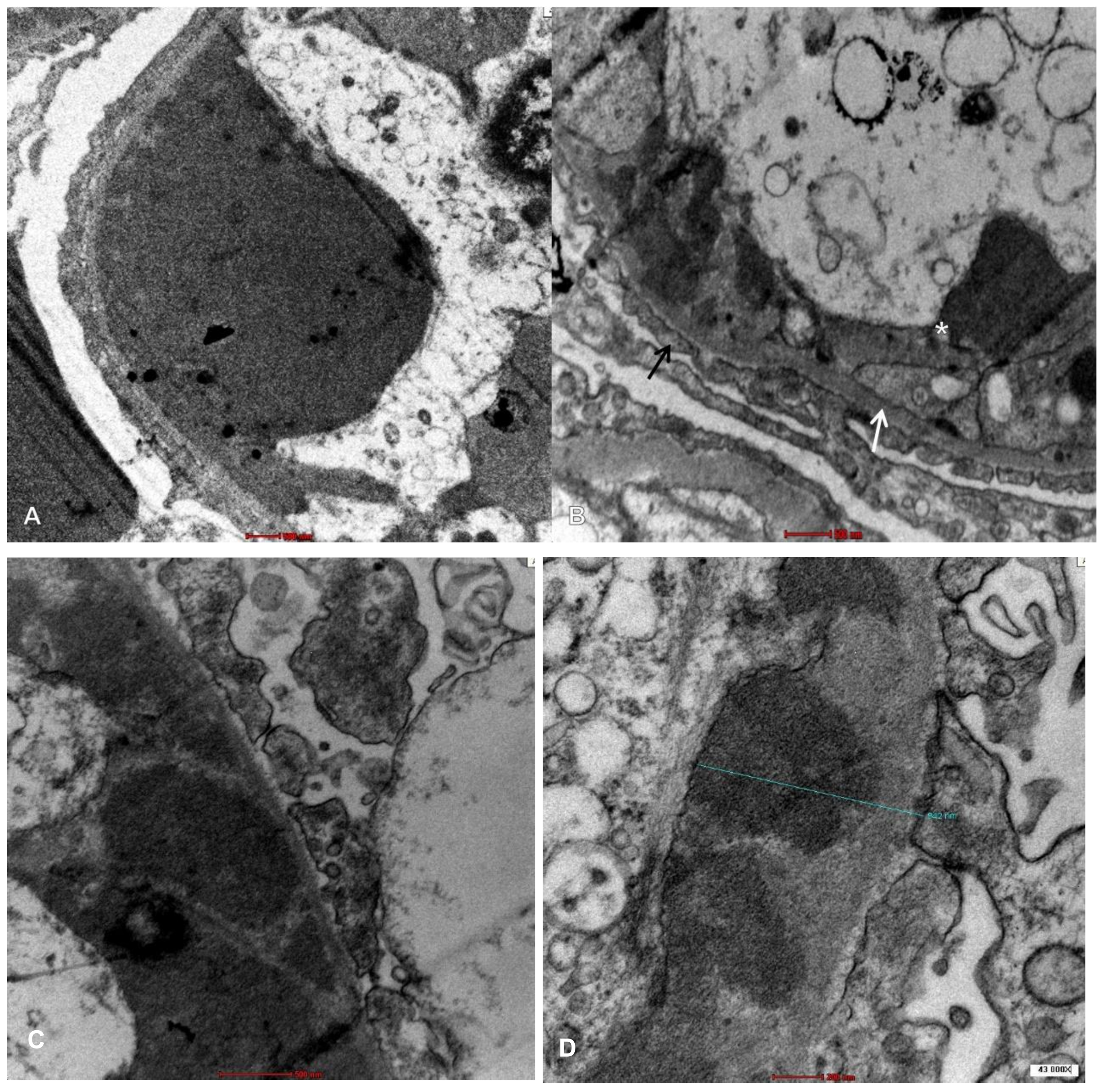 Medsci 11 00077 g003