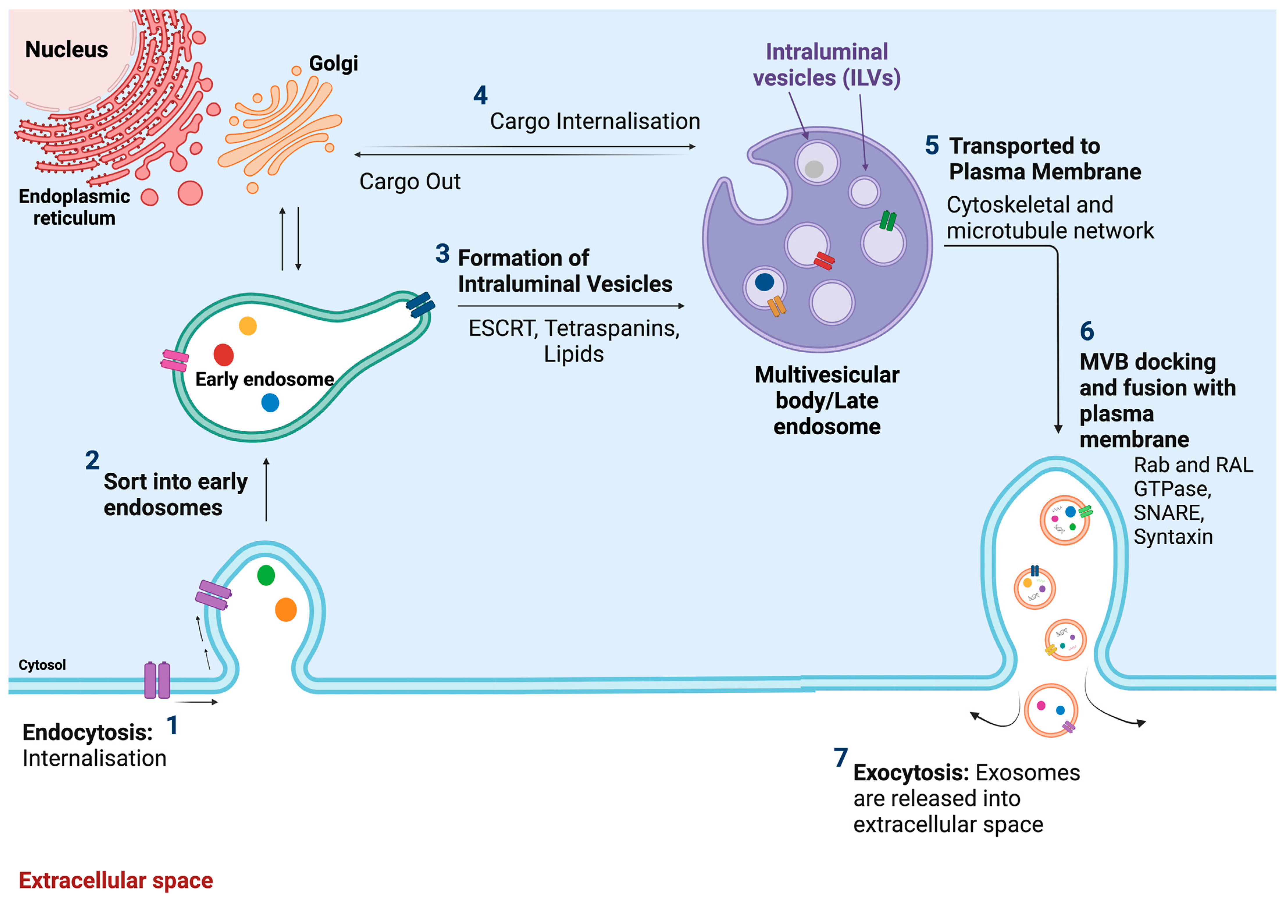 Medsci 12 00004 g002