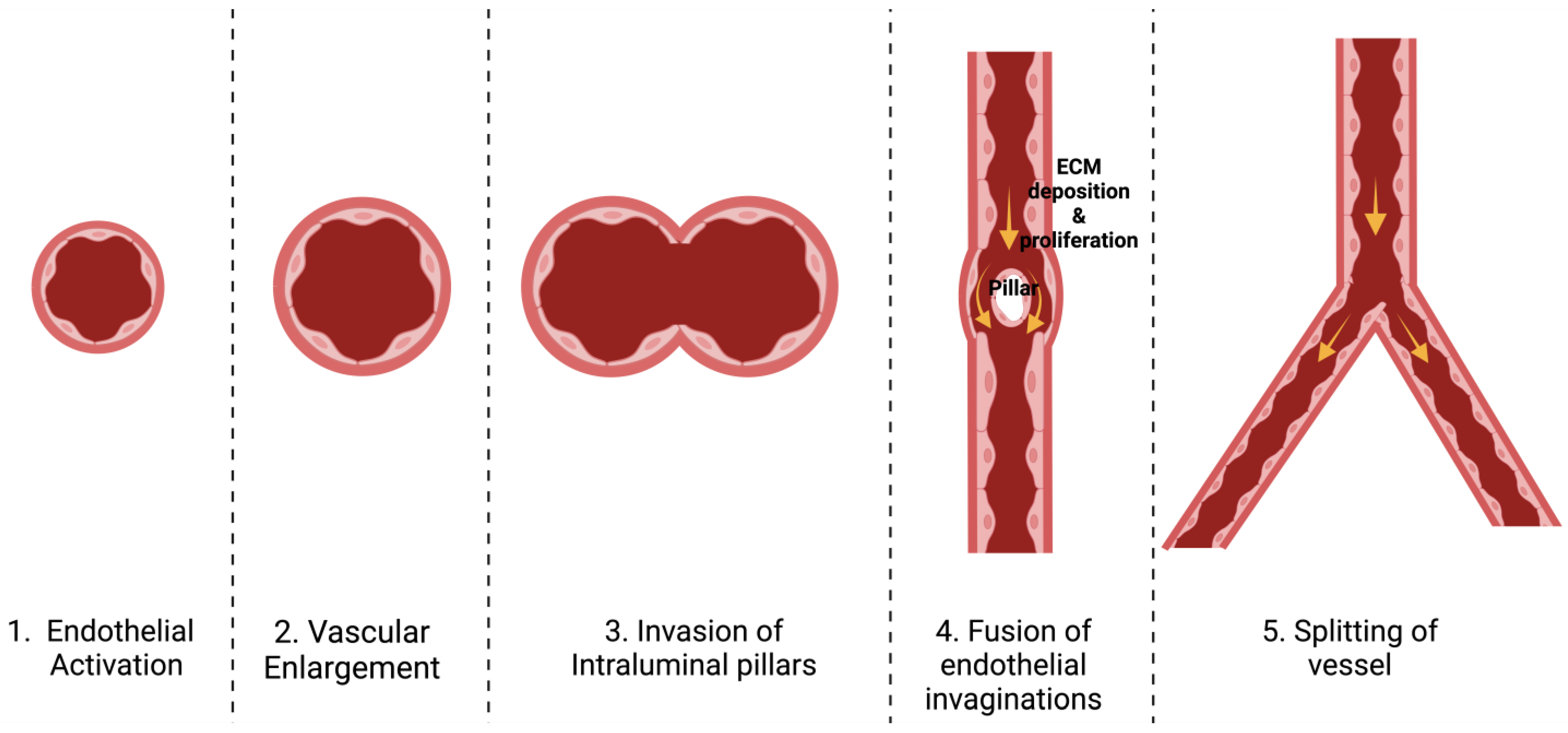 Medsci 12 00004 g004