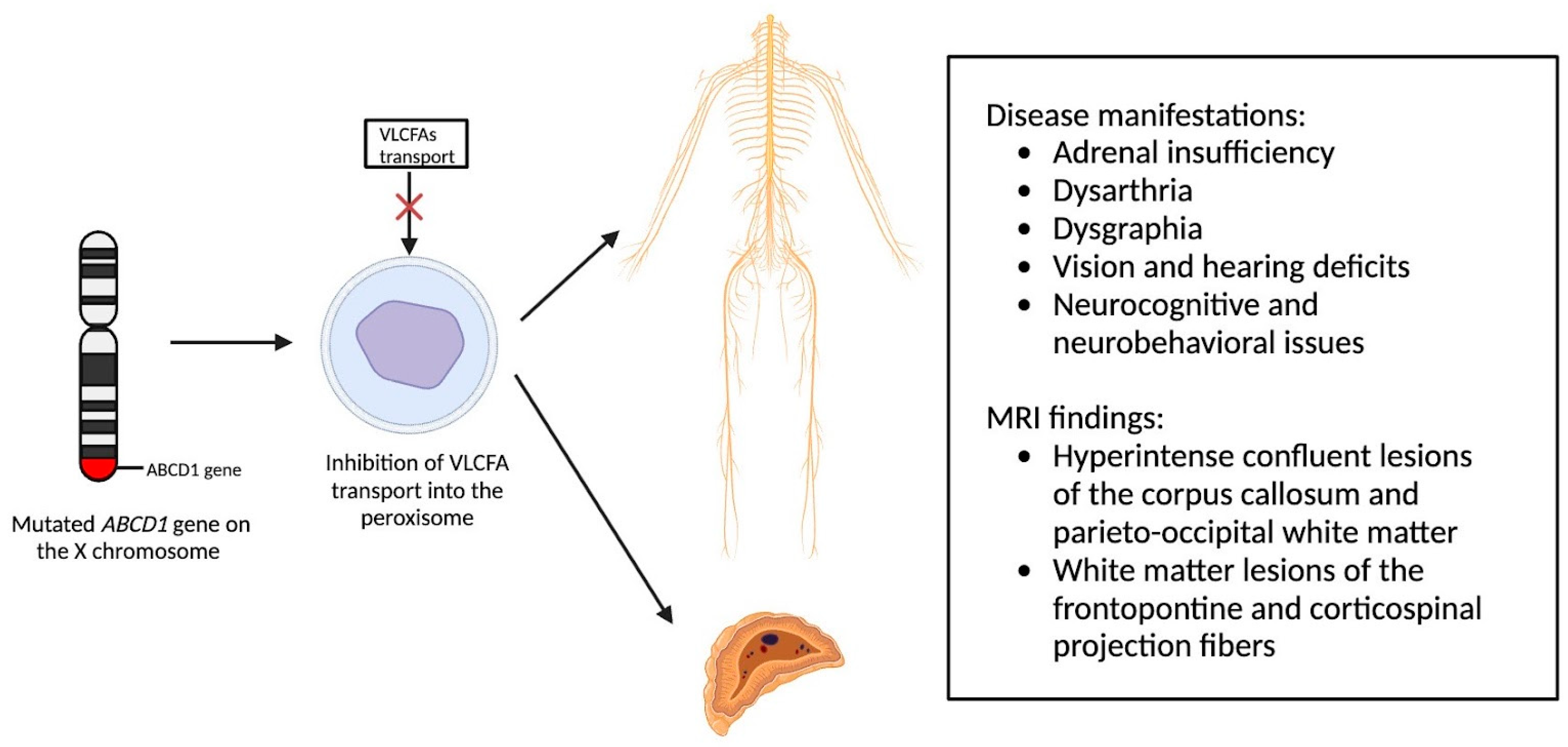Medsci 12 00007 g002