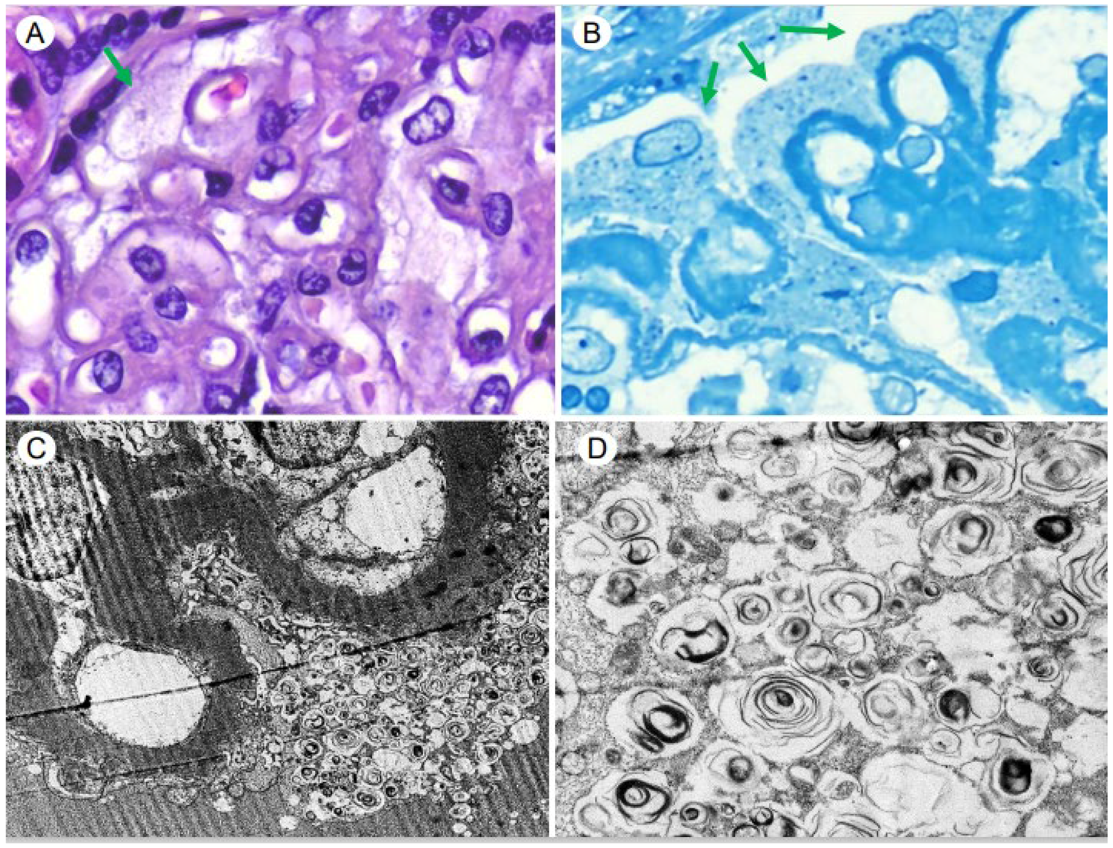 Medsci 12 00025 g003