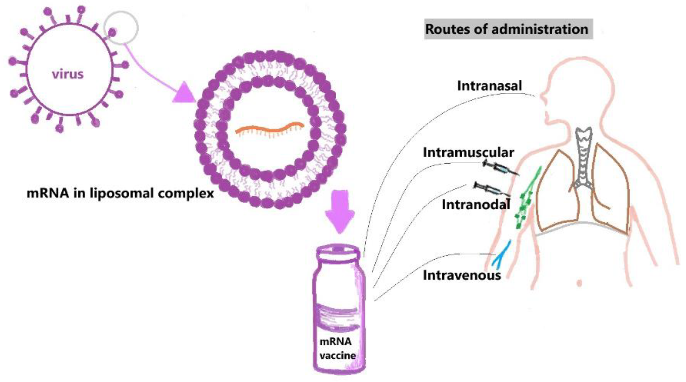 Medsci 12 00028 g003