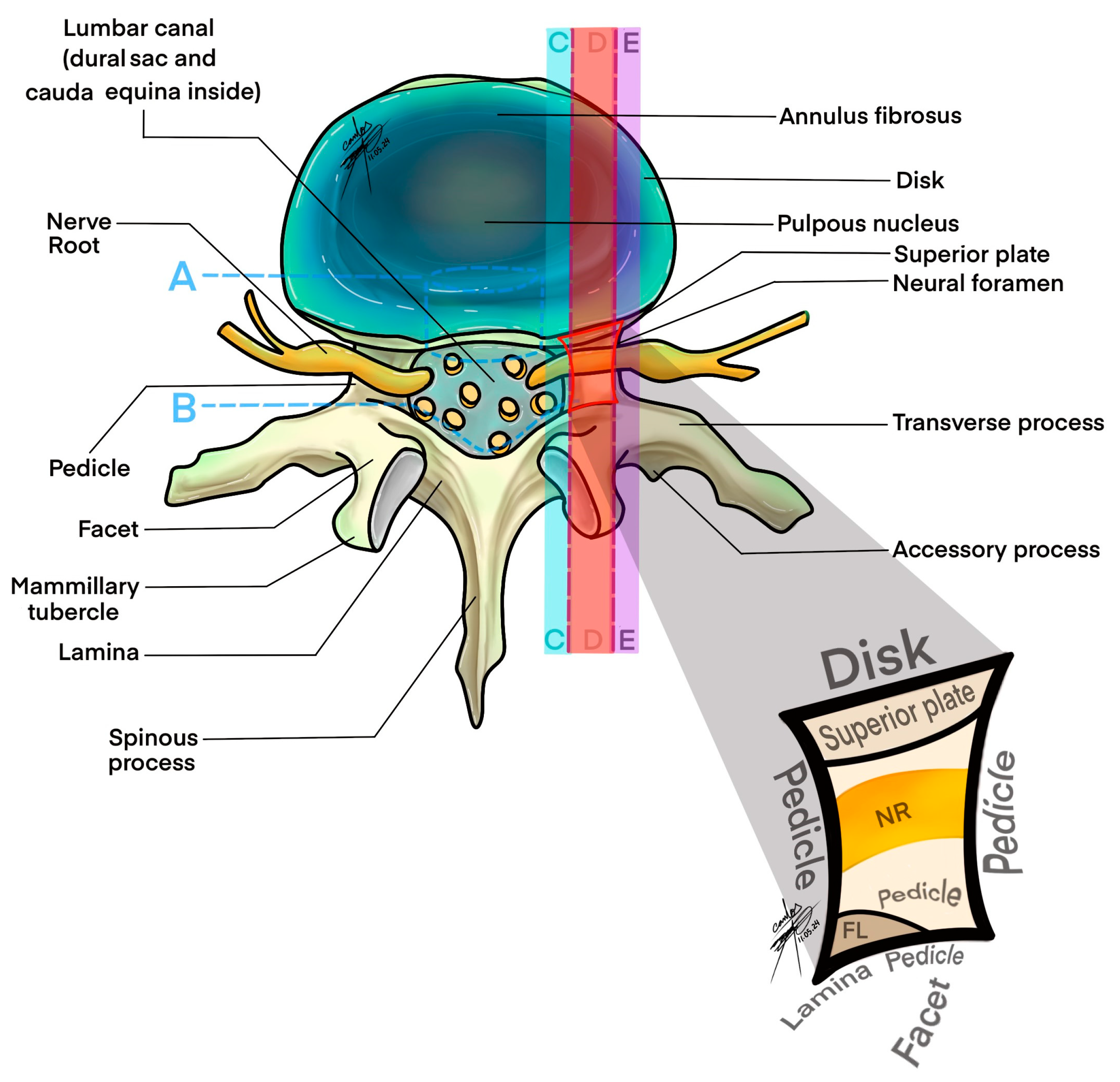 Medsci 12 00034 g004