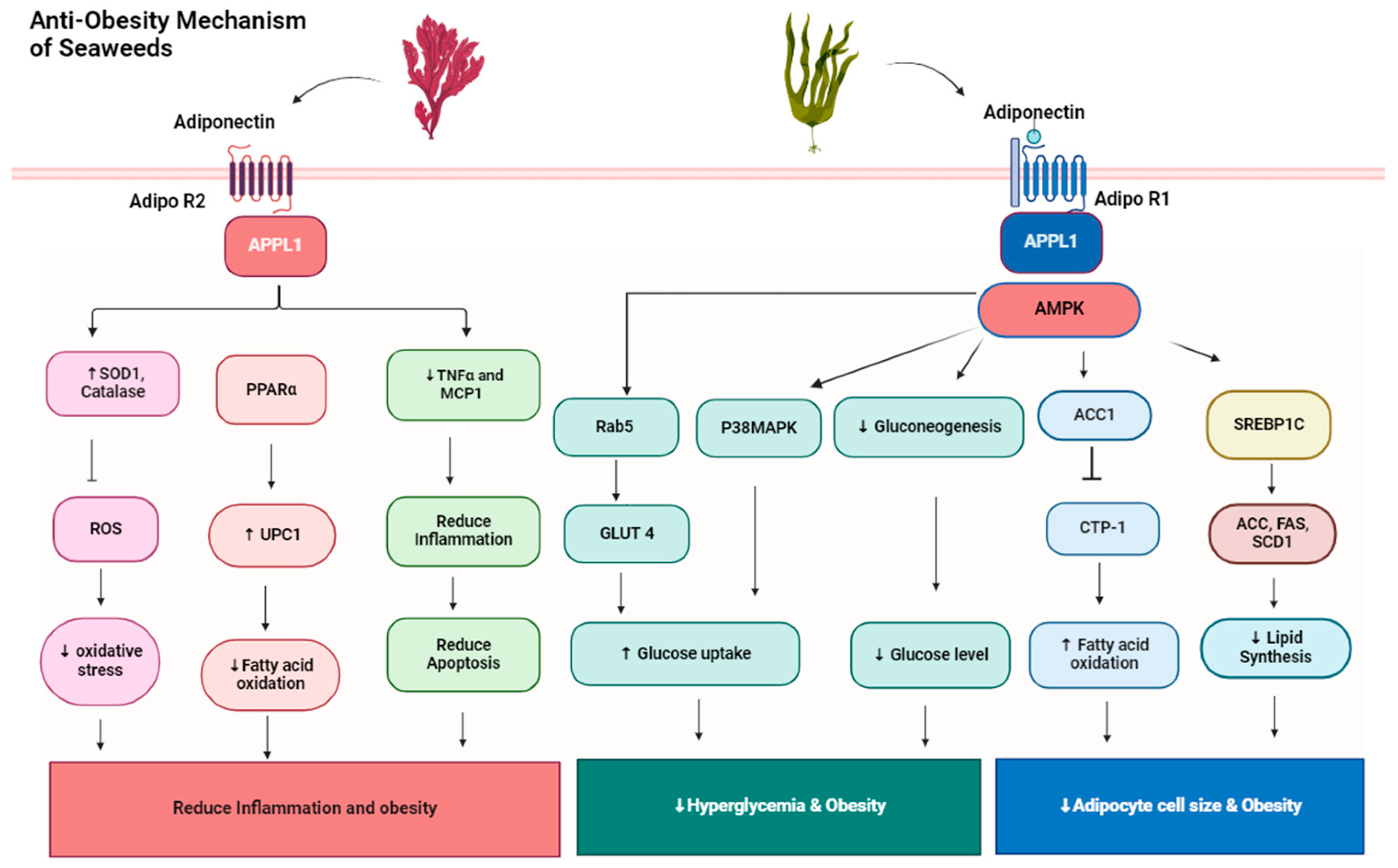 Medsci 12 00055 g001