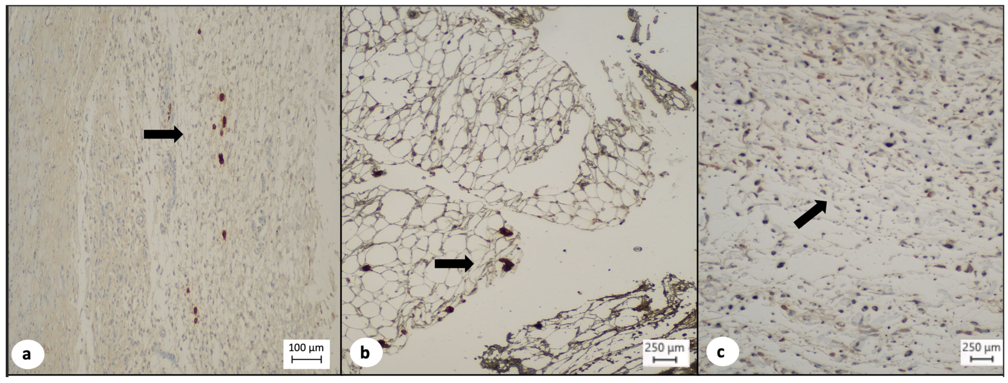 Medsci 12 00075 g005