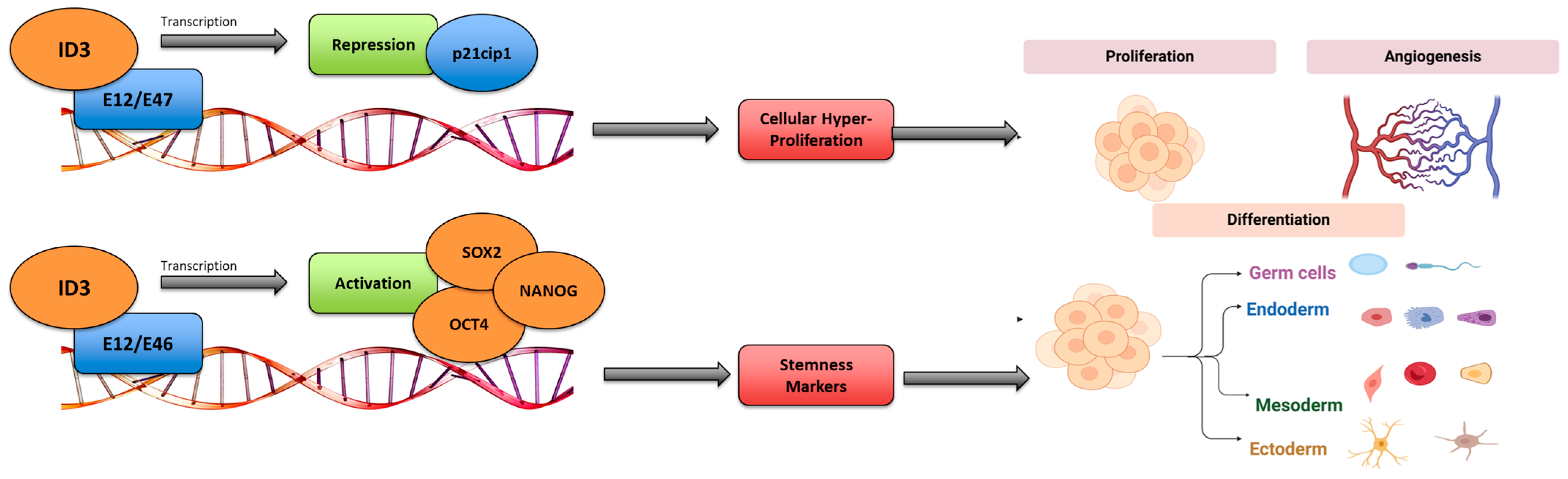 Medsci 13 00002 g001 Medsci 13 00002 g001