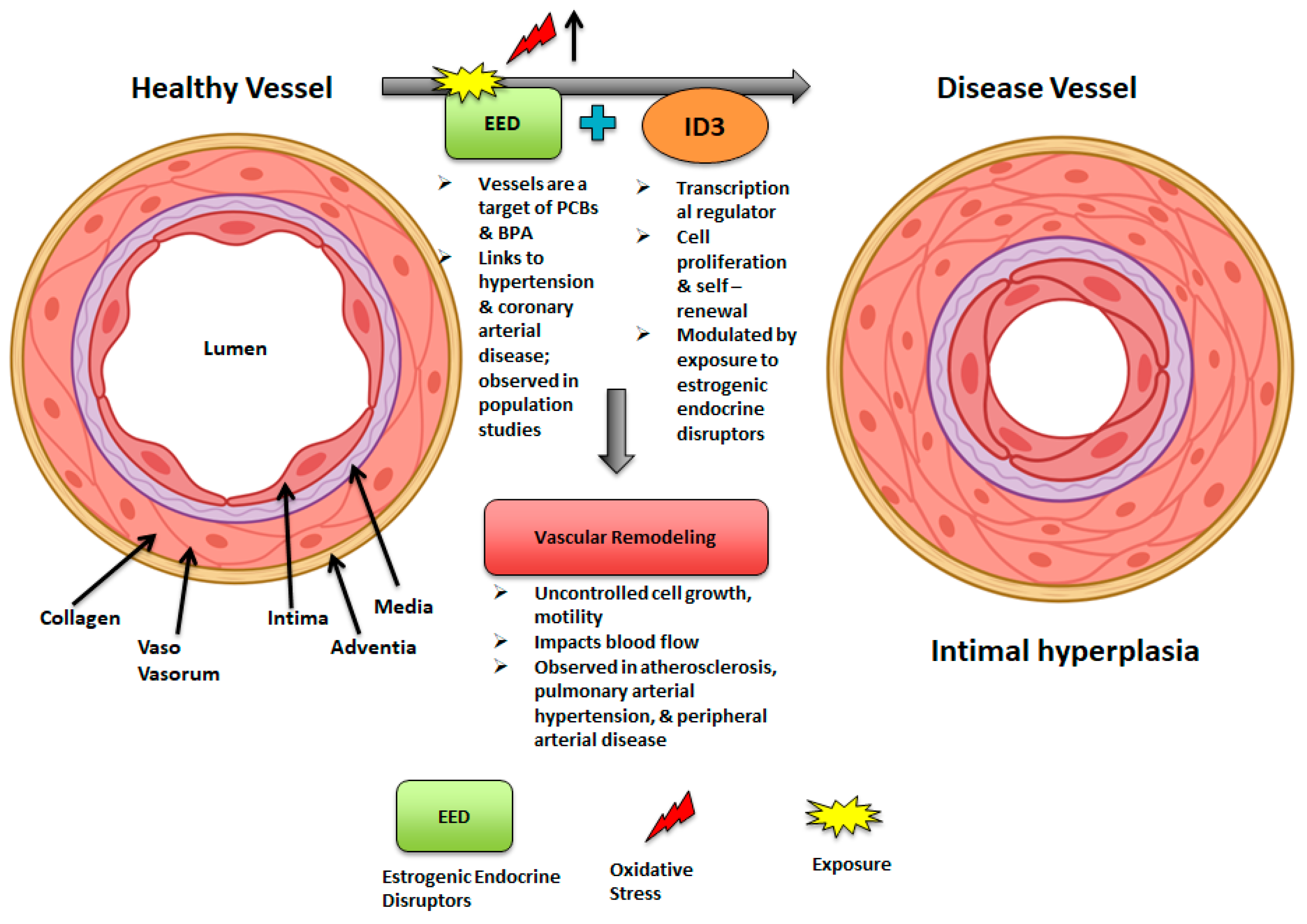 Medsci 13 00002 g002 Medsci 13 00002 g002