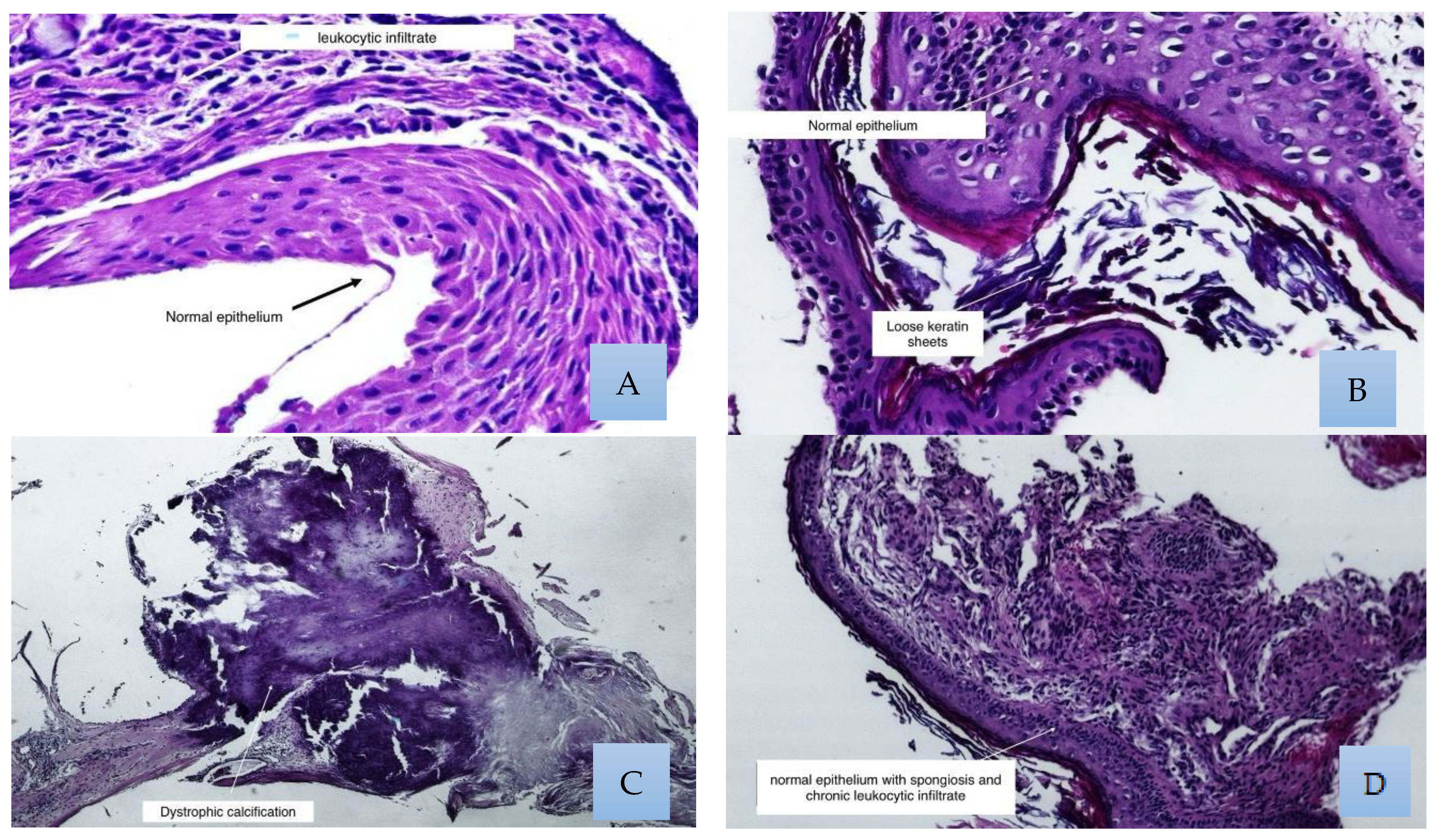 Medsci 13 00073 g003