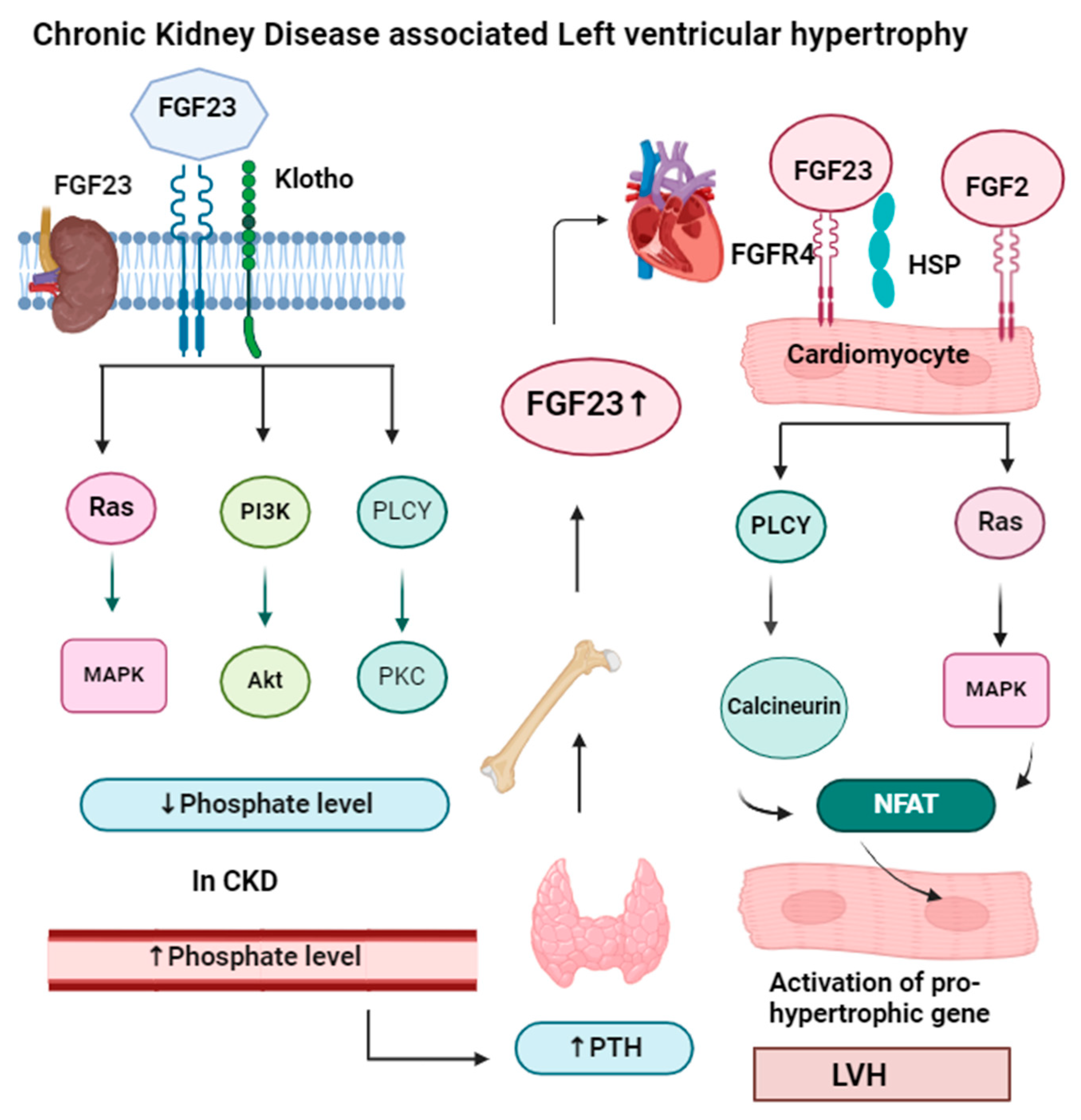 Medsci 13 00080 g004
