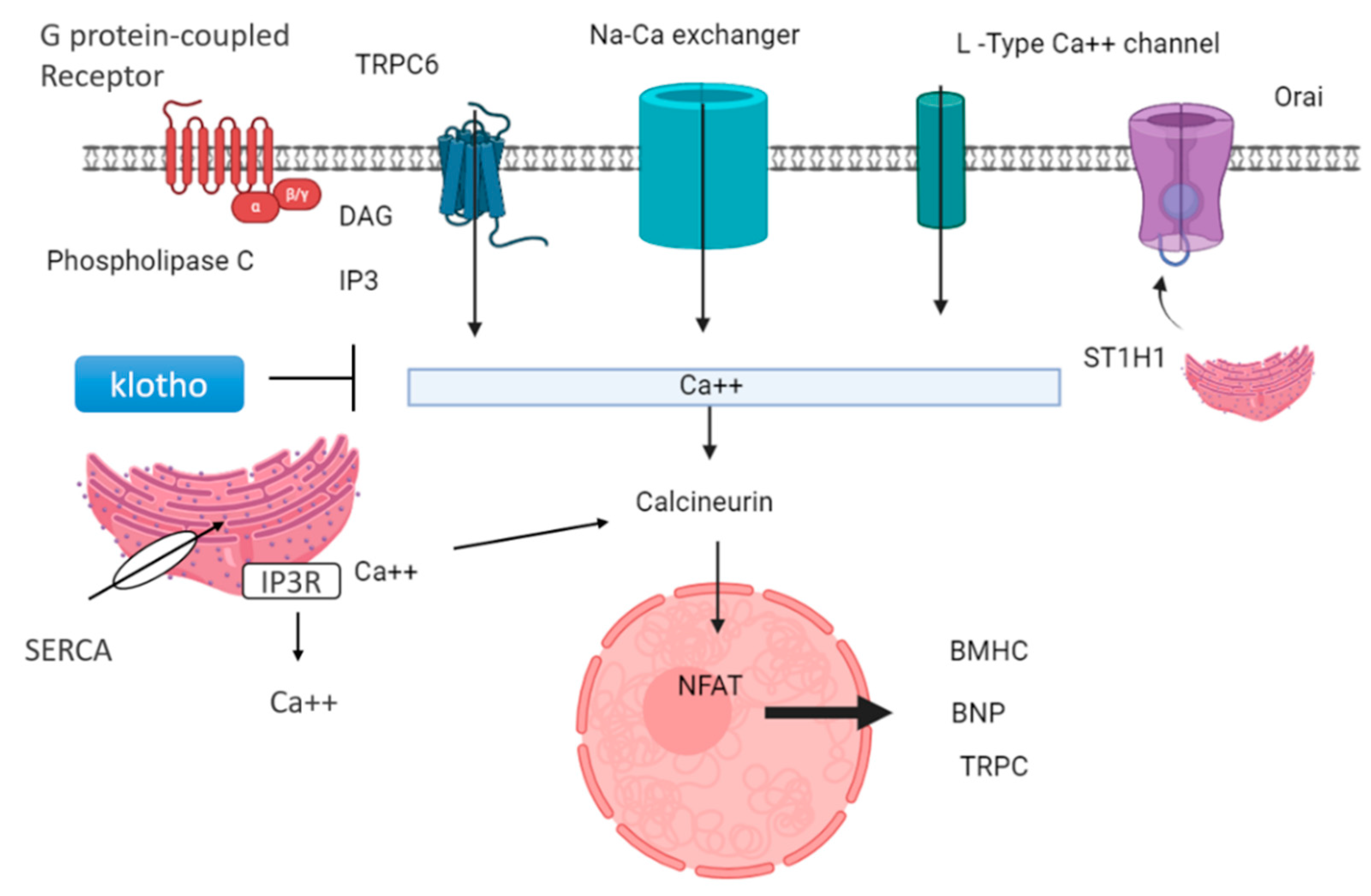 Medsci 13 00080 g005