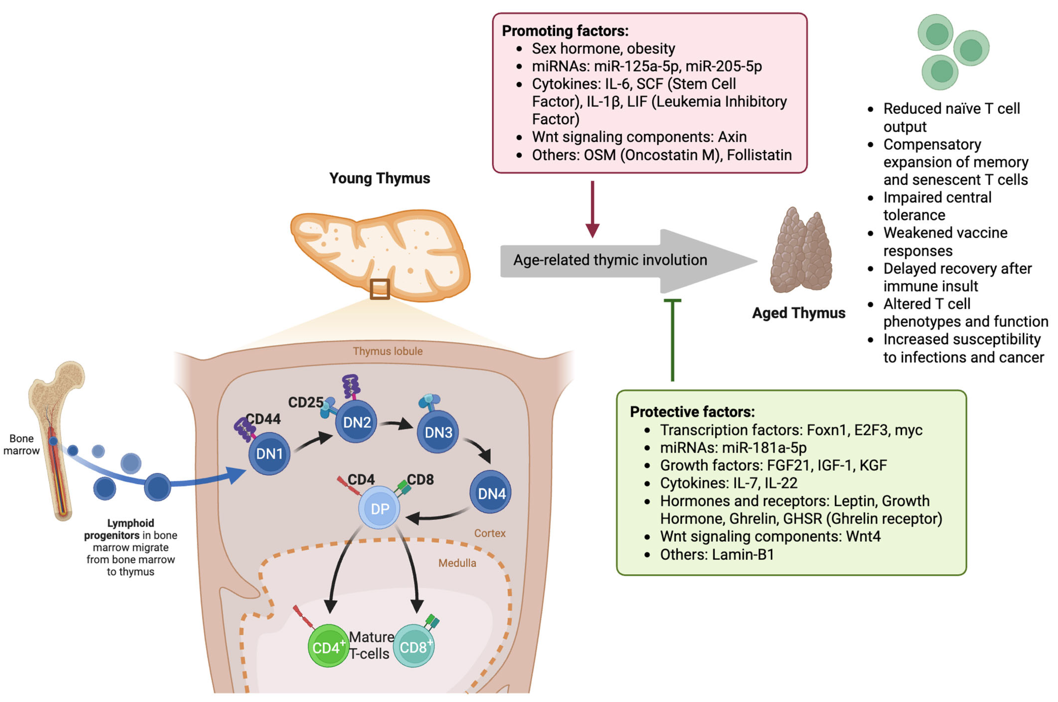 Medsci 13 00100 g001