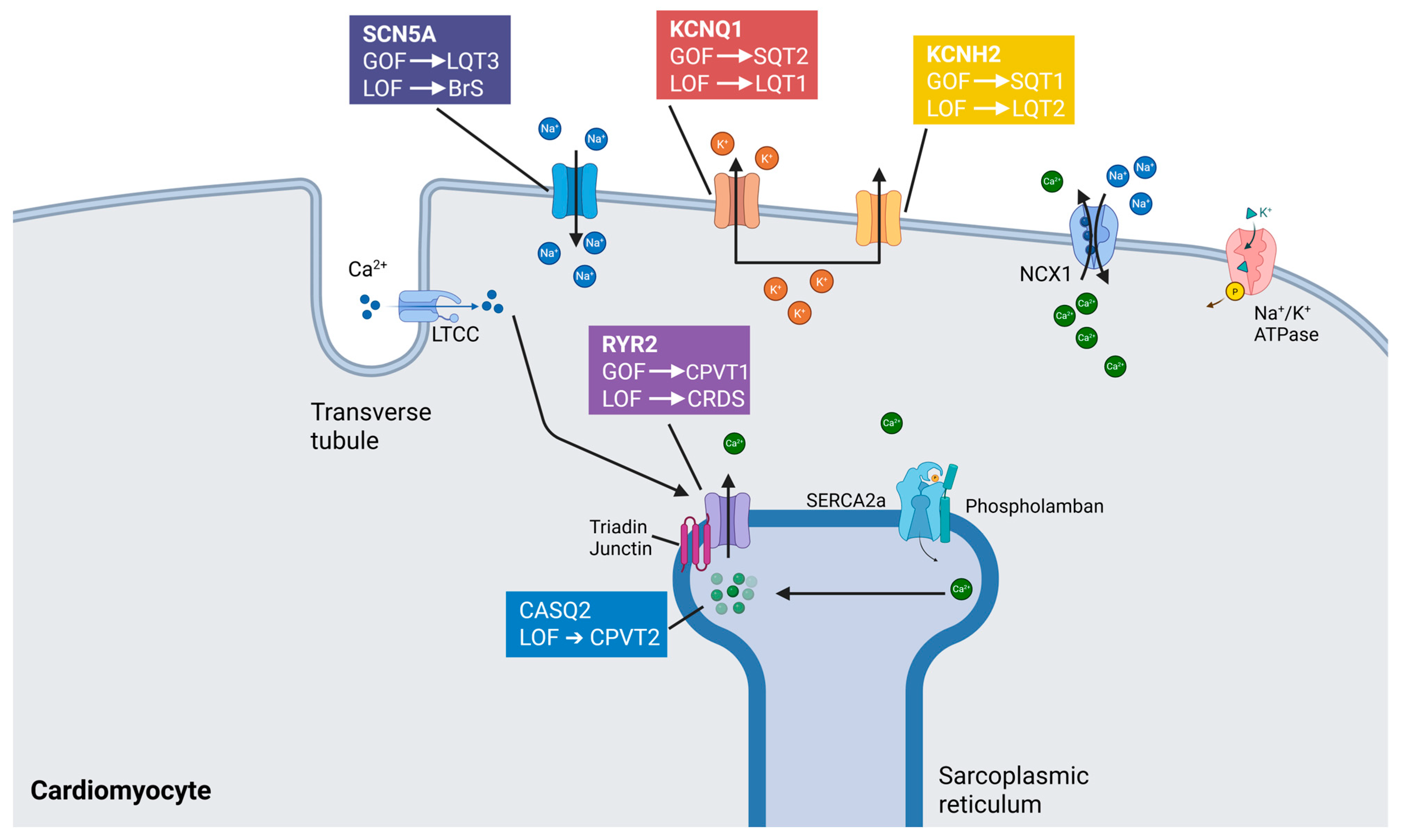 Medsci 13 00102 g002 Medsci 13 00102 g002