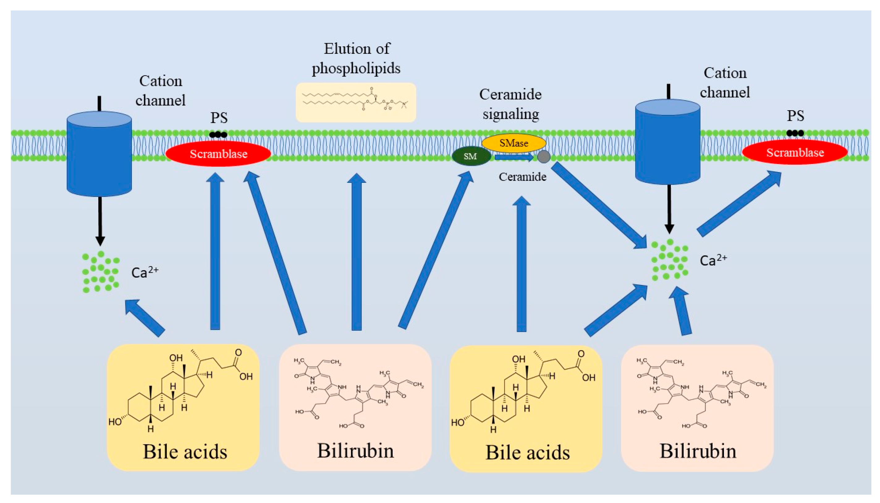 Medsci 13 00125 g002
