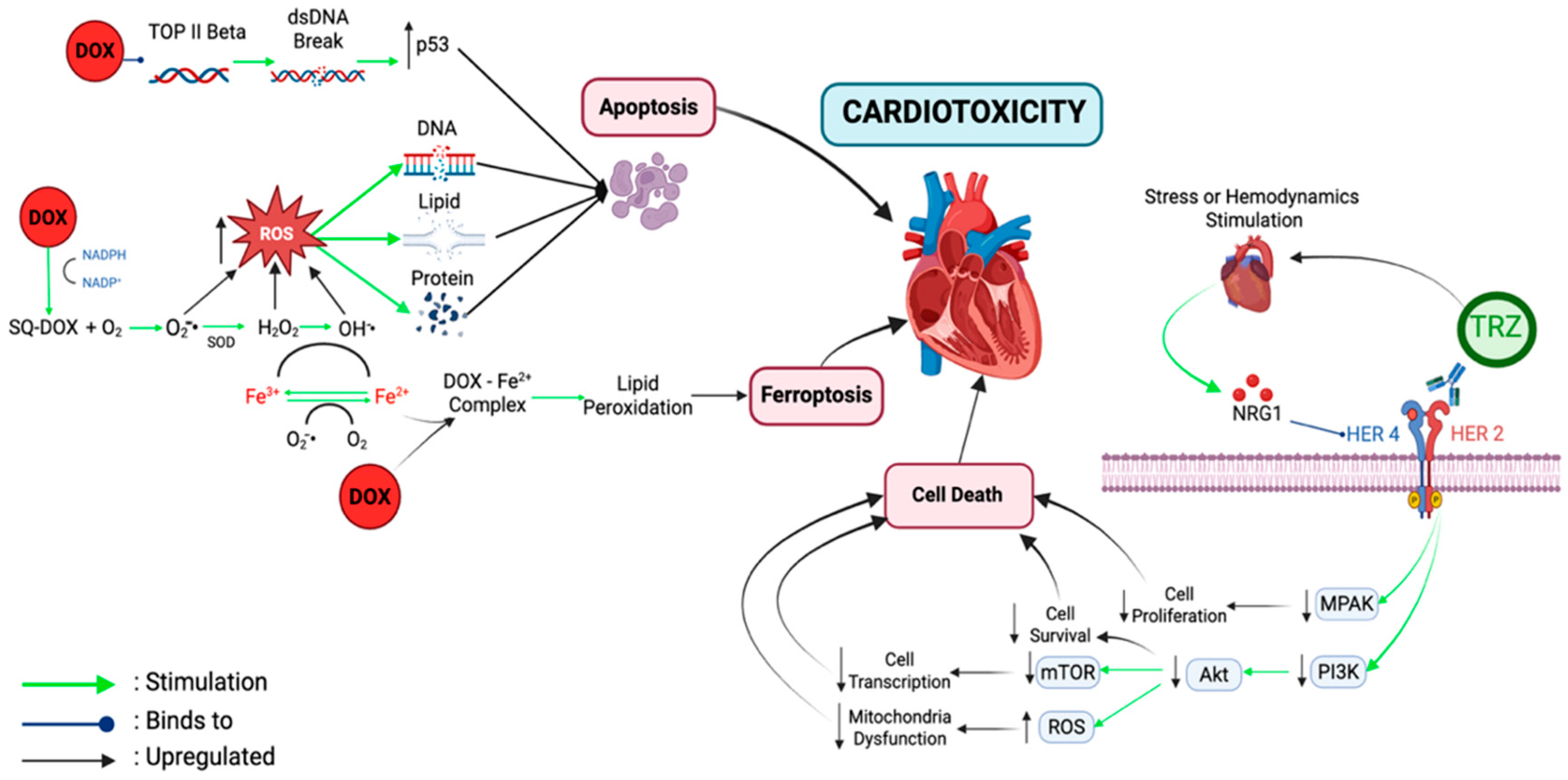 Medsci 13 00130 g001