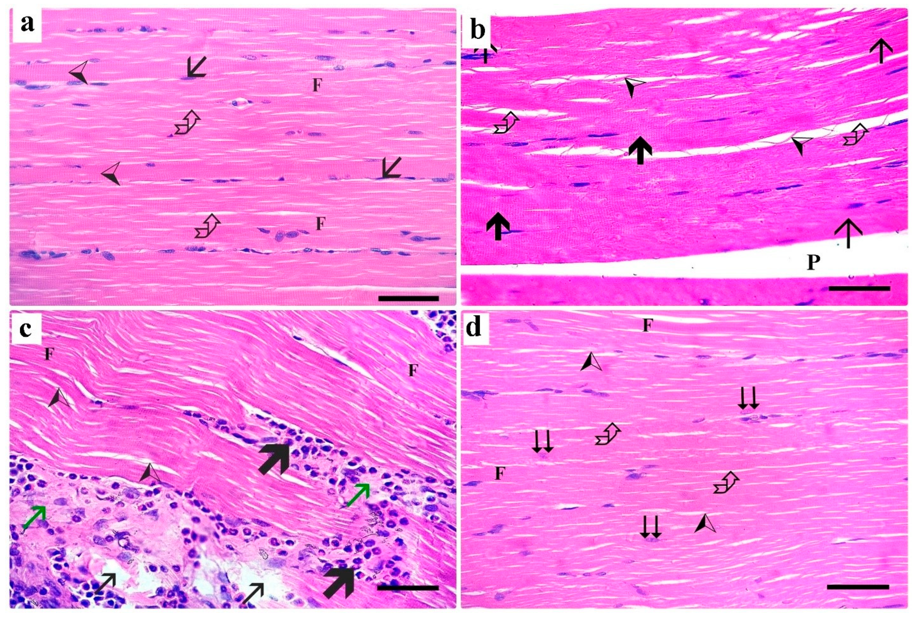 Medsci 13 00137 g001